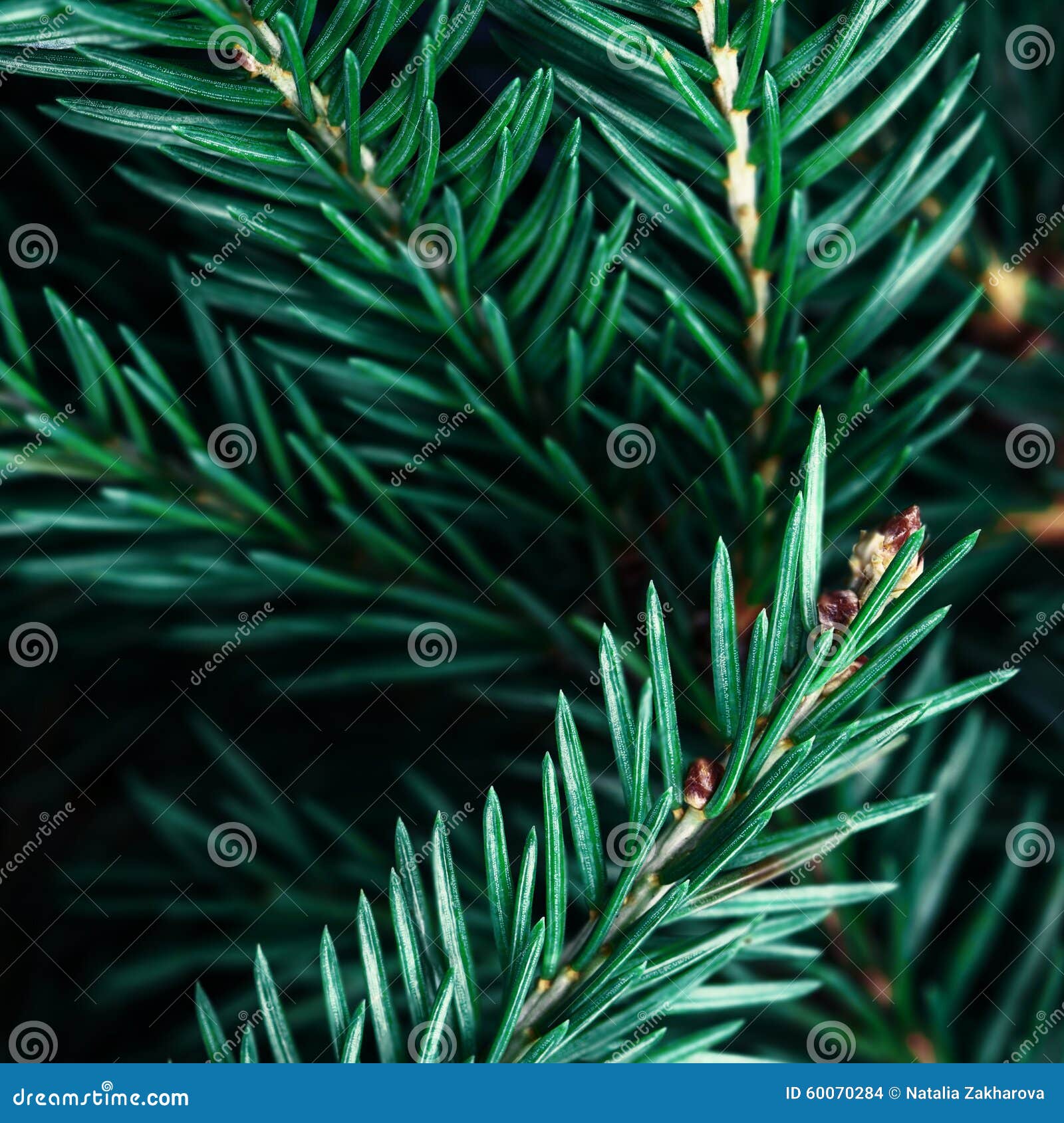 Fir Tree Branch Background Close Up. Christmas Tree Pine Branc Stock