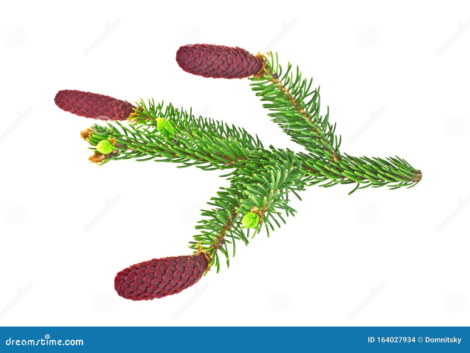 Fir Tree Branch with Red Cones Isolated on White Background Stock Photo
