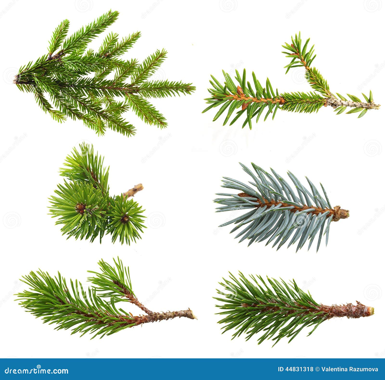 fir tree branch set
