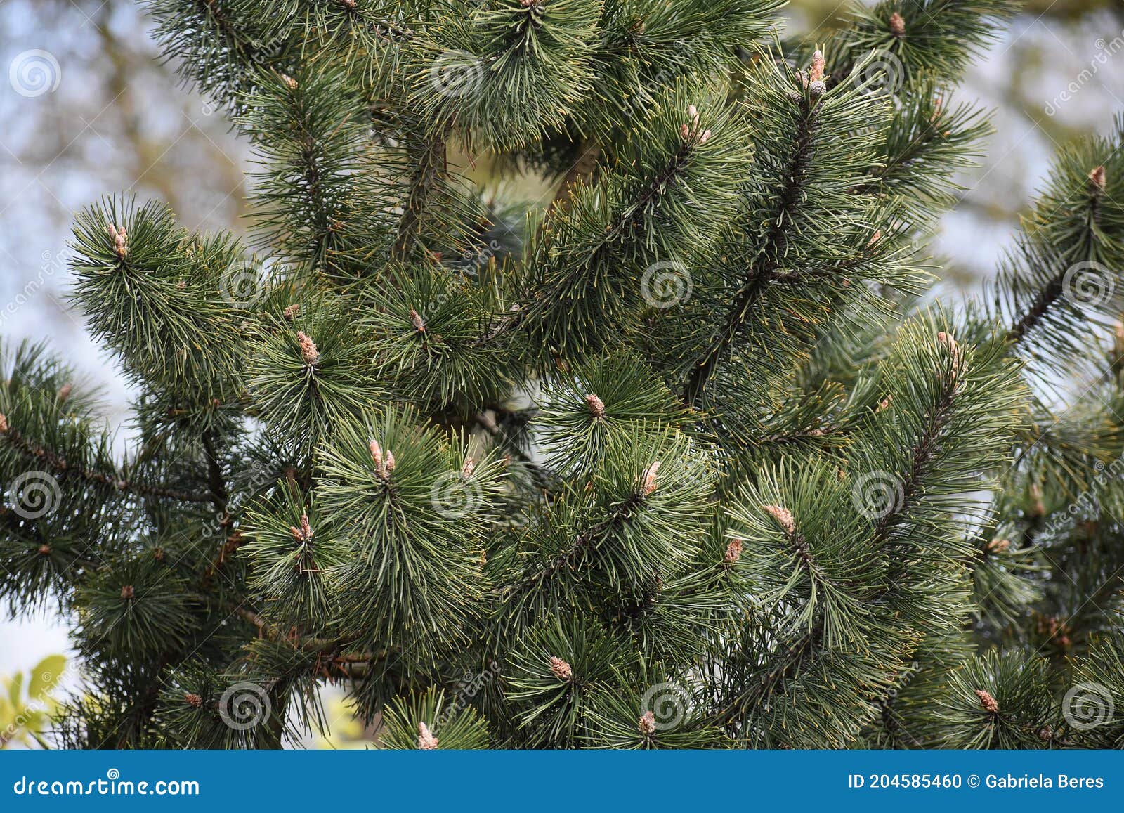 fir tree branches with cones.