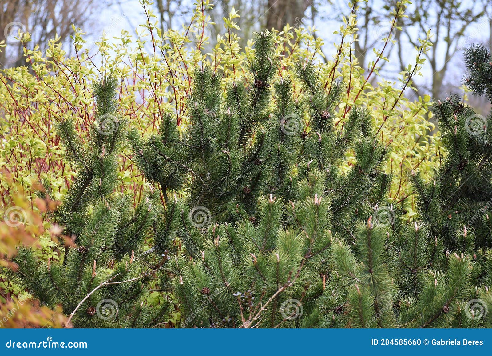 fir tree branches with cones.