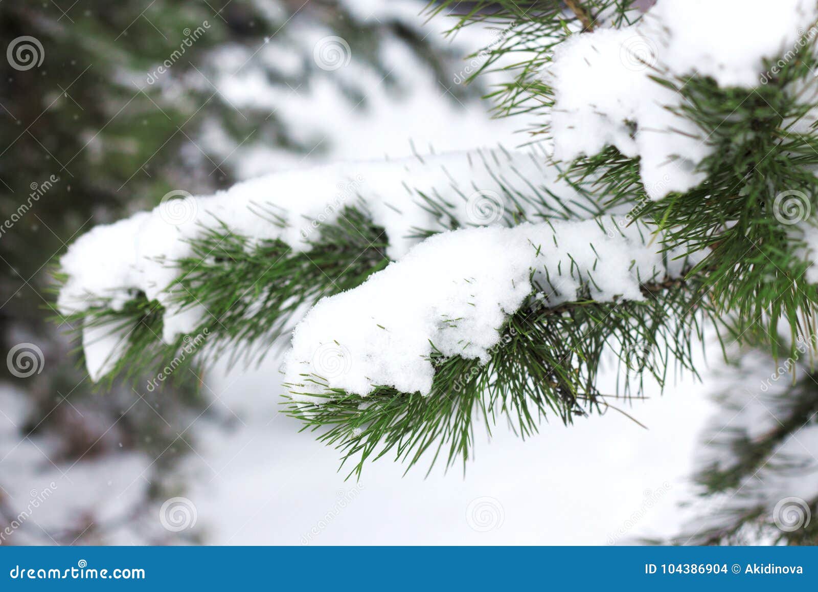 Fir tree branches covered with snow Winter forest Christmas and new year background