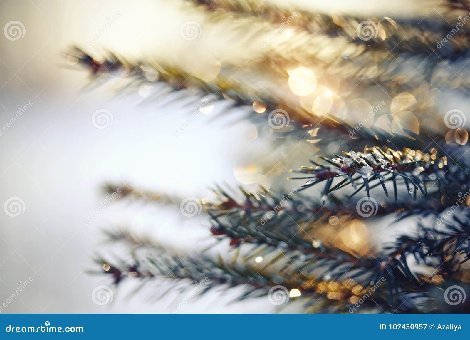 Sparkling Ice Drops on Fir-tree Branches. Stock Image - Image of needle ...