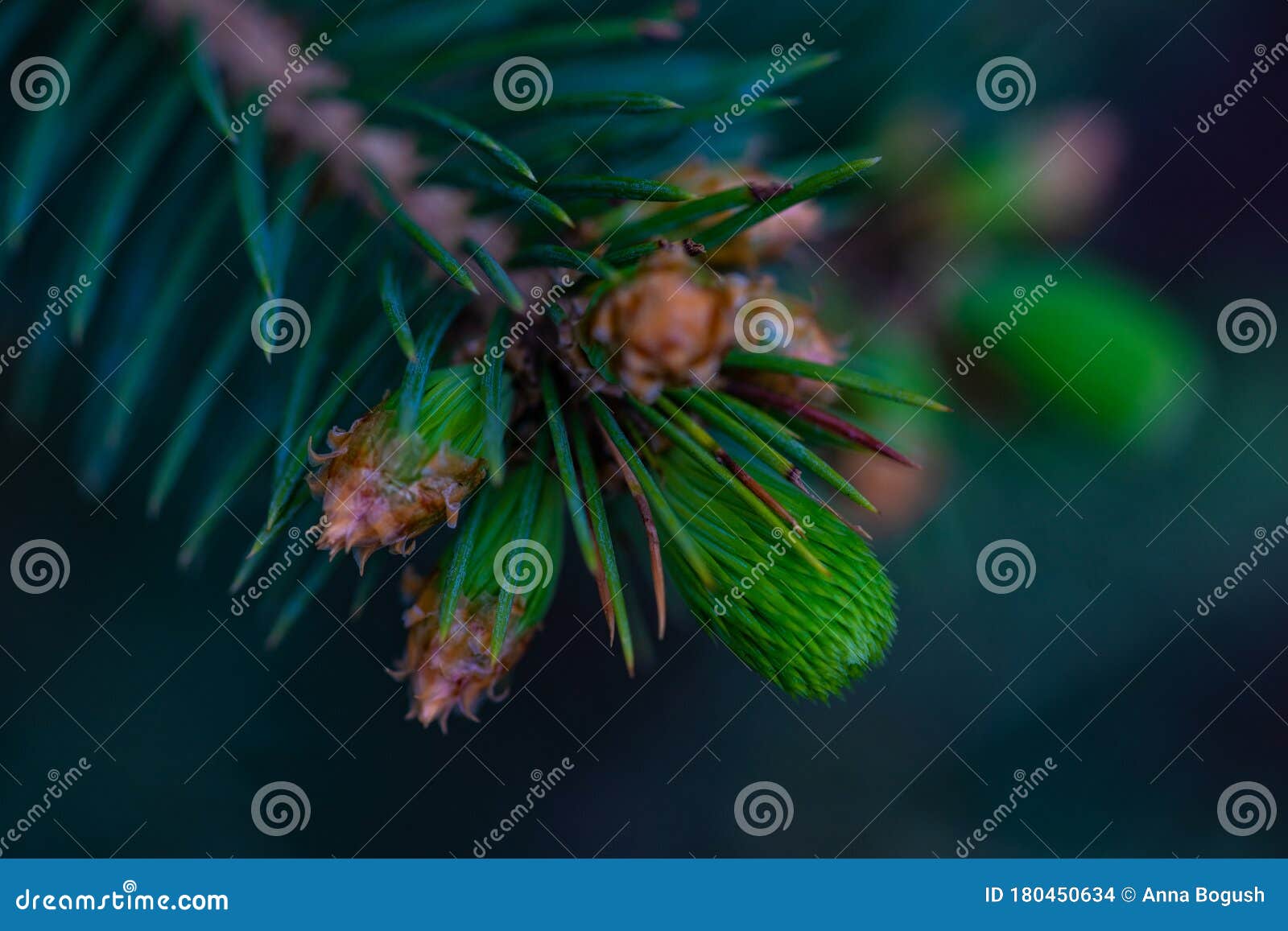 Fir tree close up stock photo. Image of nature, plant 180450634