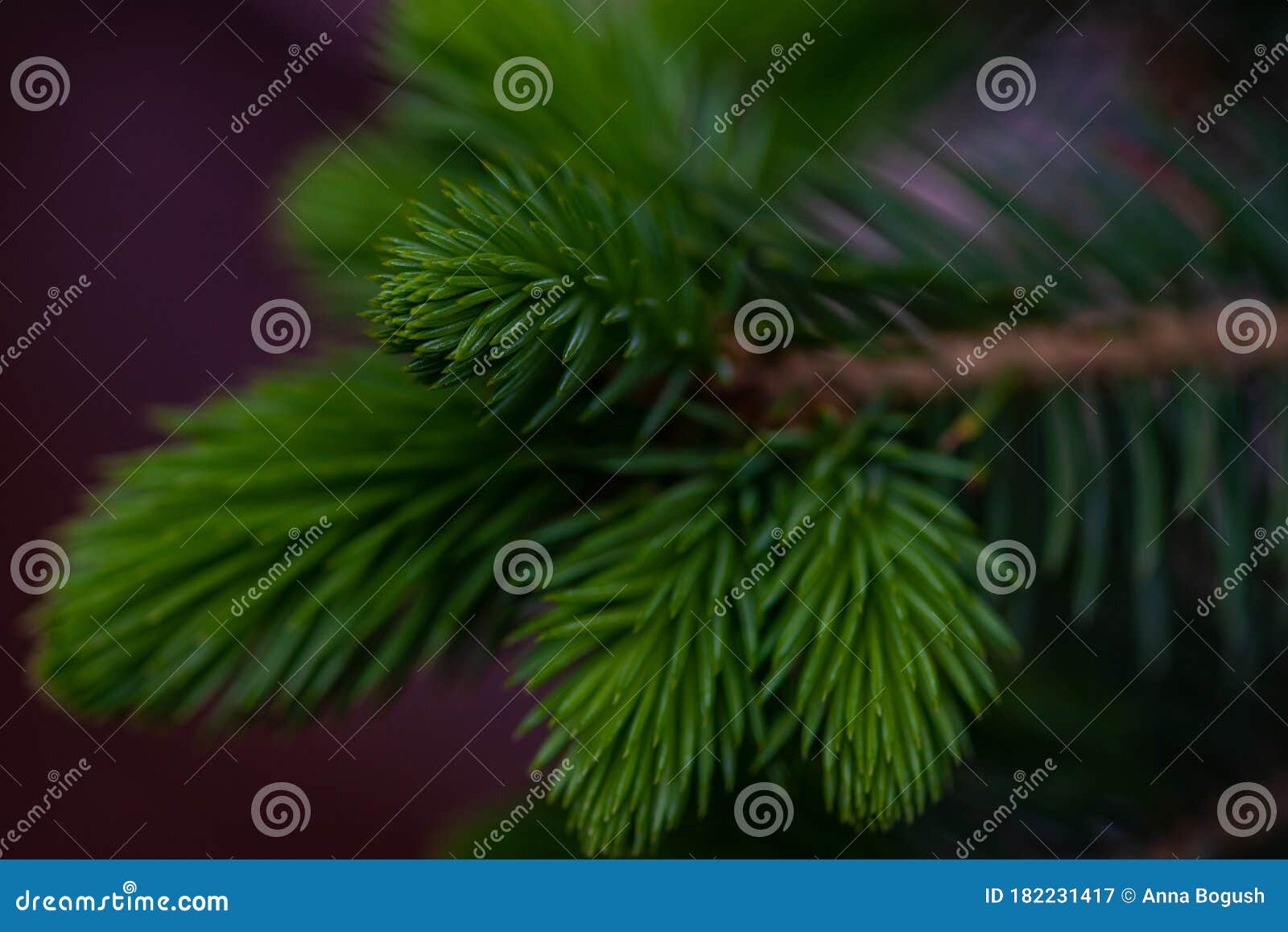 Fir tree close up stock image. Image of forest, close 182231417