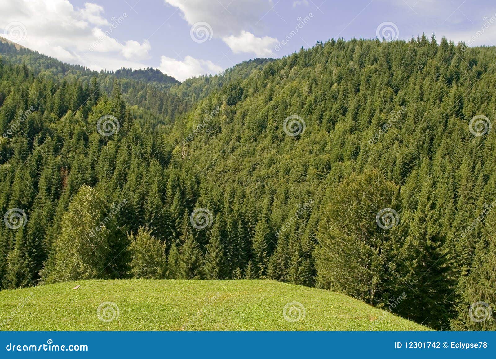 Fir tree forest stock photo. Image of beauty, clouds 12301742