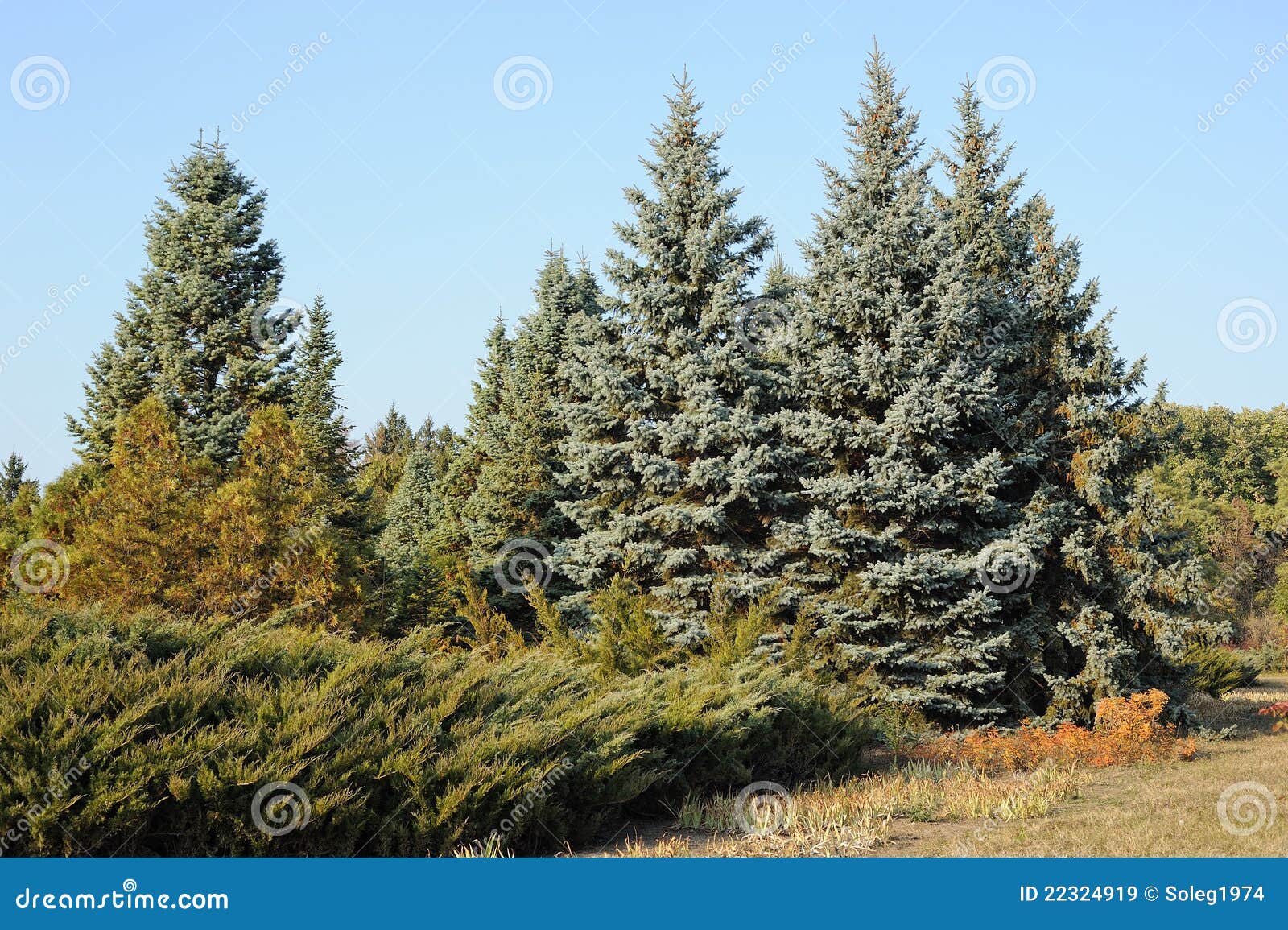 Fir tree forest stock image. Image of scenery, bush, beauty 22324919