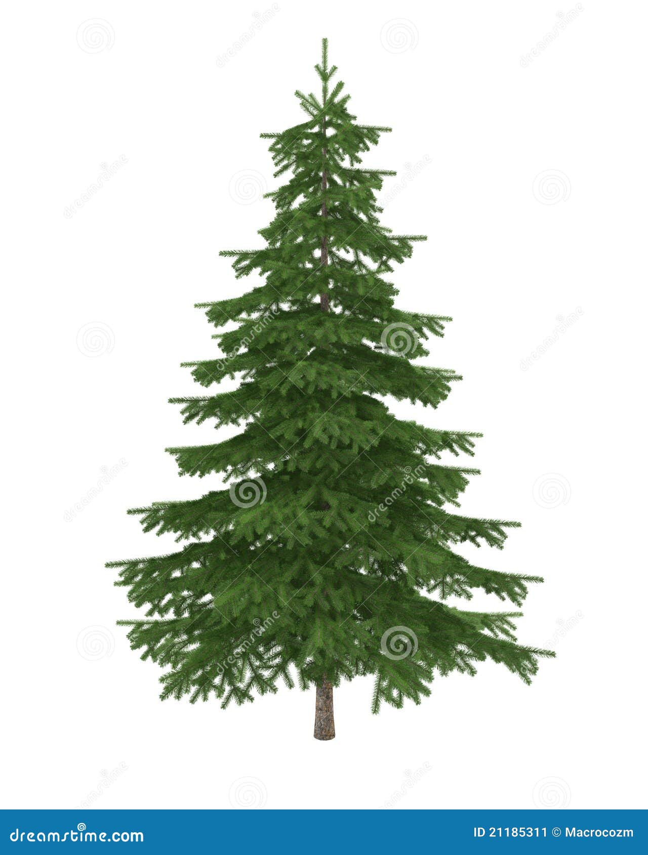 fir tree  on white background