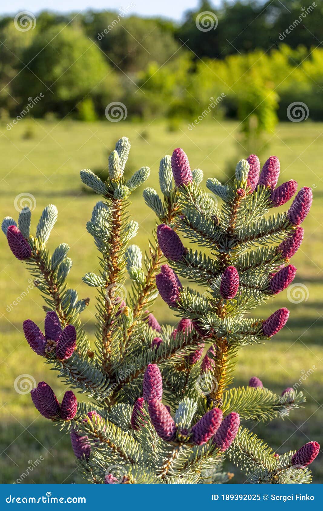 Fir tree with red cones stock image. Image of green 189392025