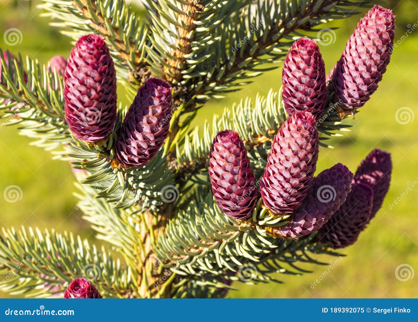 Fir tree with red cones stock image. Image of colours 189392075