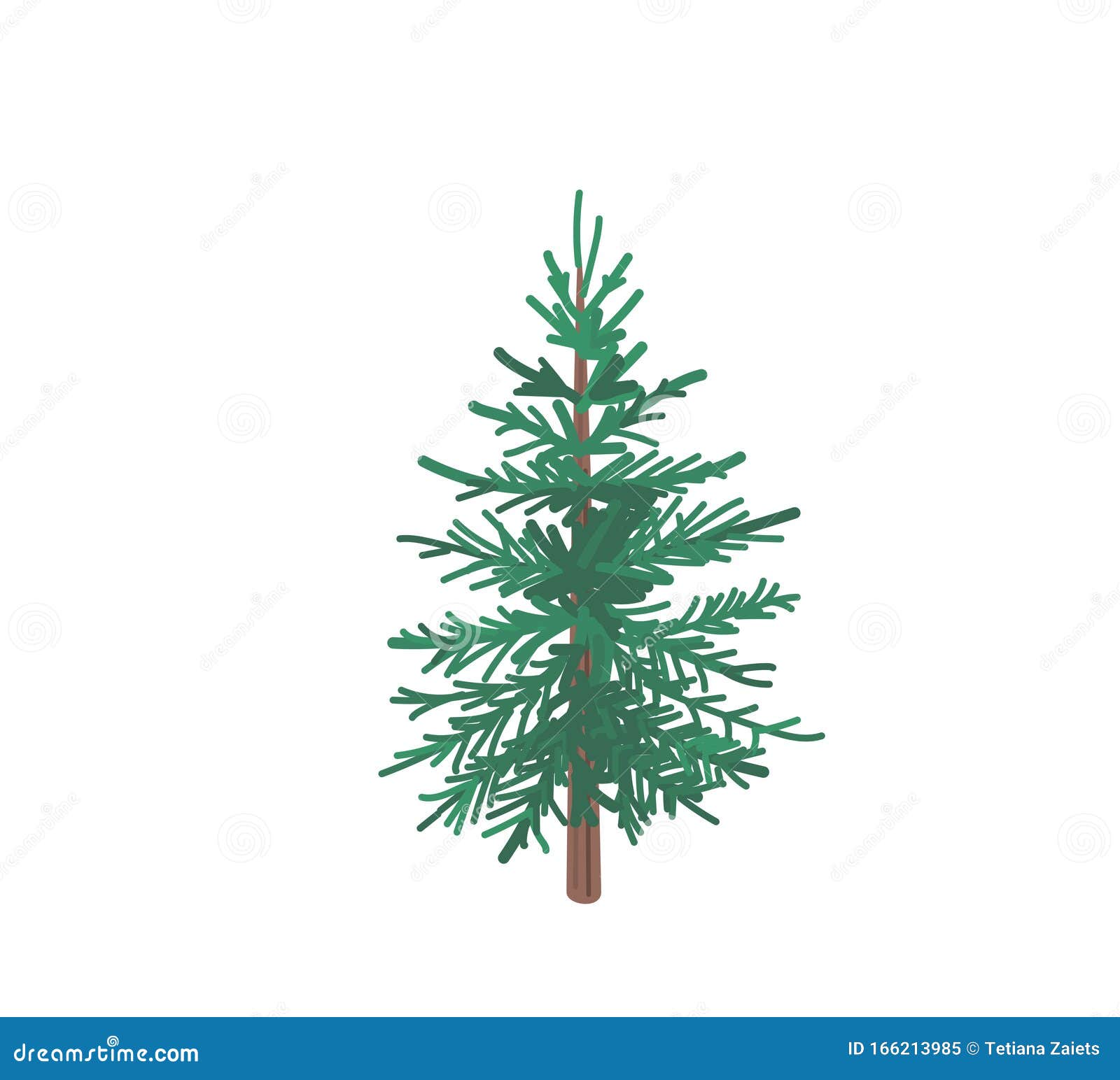 fir tree with snow texture. pine xmas    on white background. simple flat cartoon green spruce