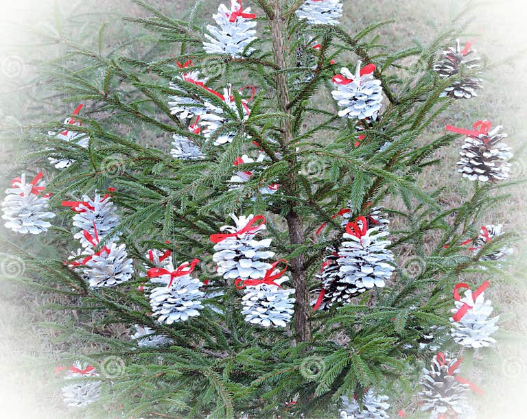 Fir tree with white cones stock photo. Image of view 47910842
