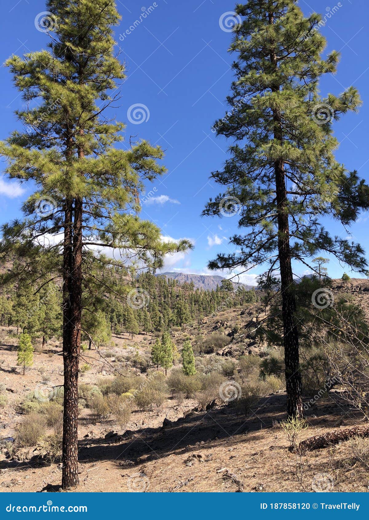 fir trees around las ninas reservoir