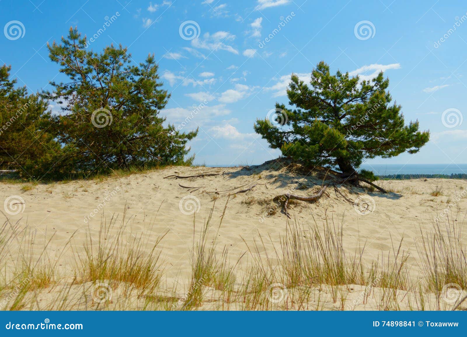 Fir trees grow in the sand stock image. Image of europe 74898841