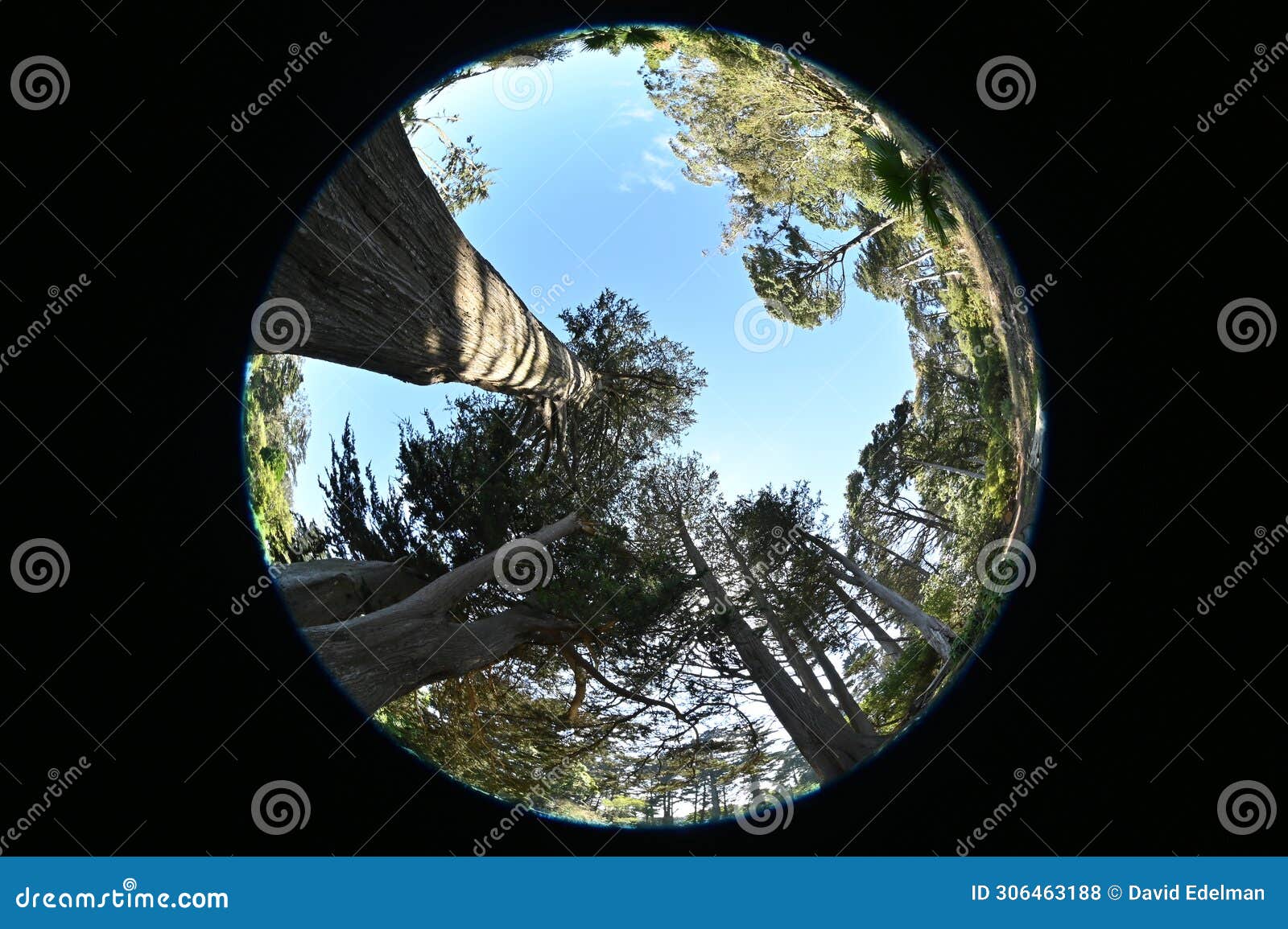 fir trees abies in golden gate park 8