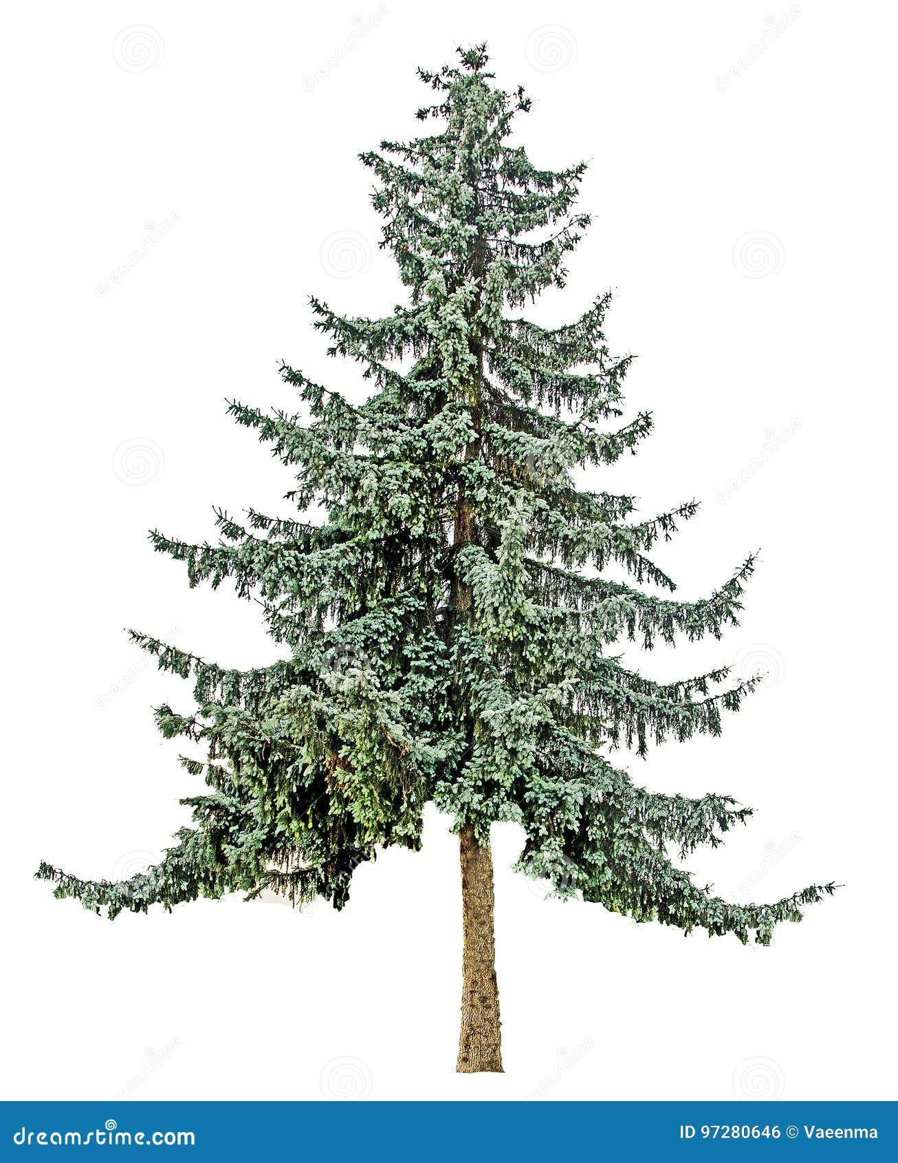 Fir on white background stock photo. Image of firs, tree 97280646