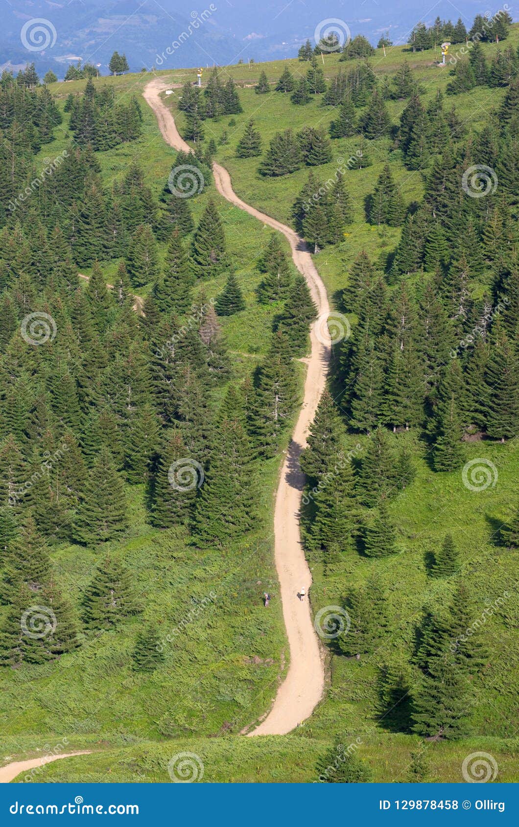 fir woods of kopaonik national park, serbia