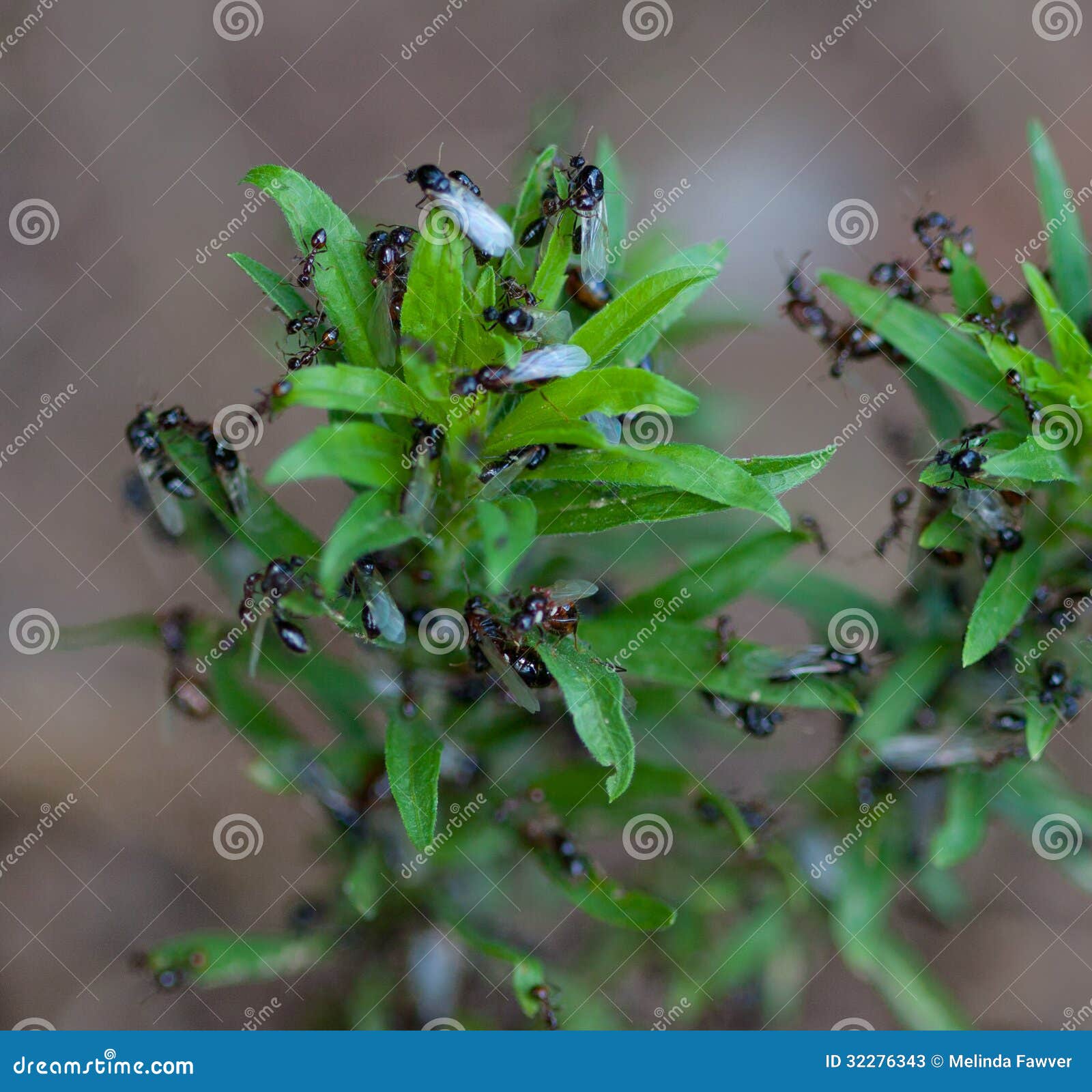 Fire Ants stock image. Image of species, alate, minor 32276343
