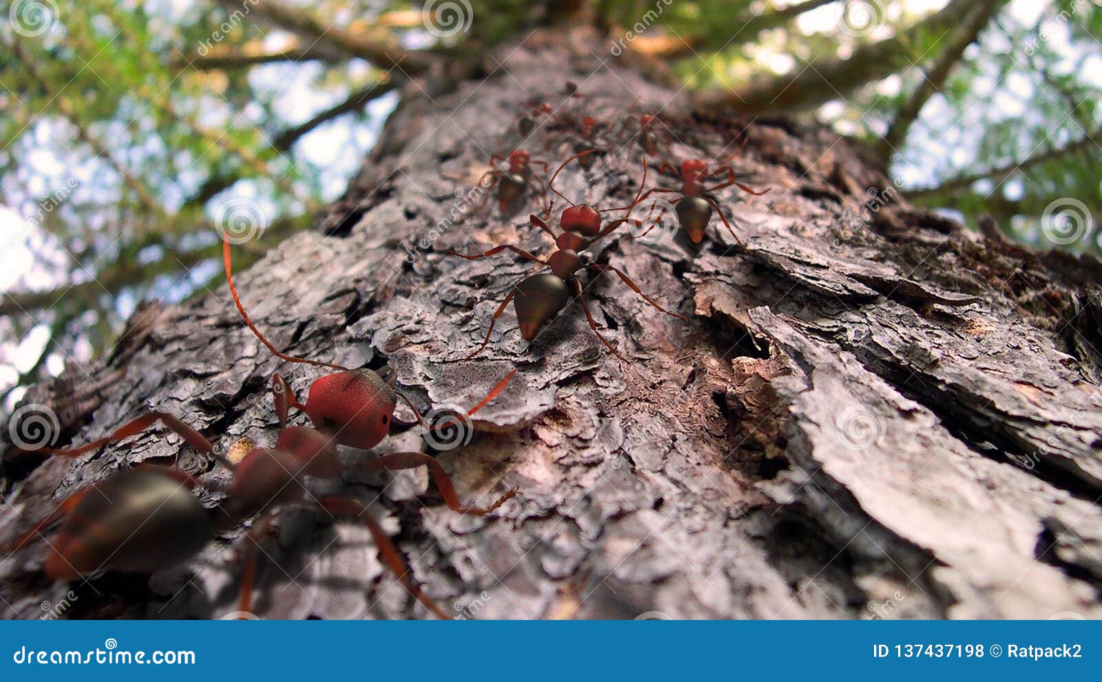 Fire Ants Crawling Up a Pine Tree Stock Photo Image of colony