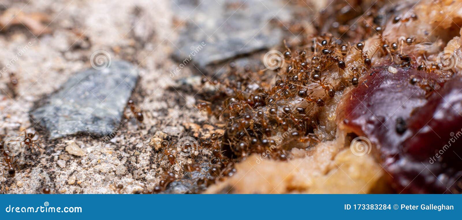 Fire Ants Feeding on Meat in Australia Stock Photo Image of black