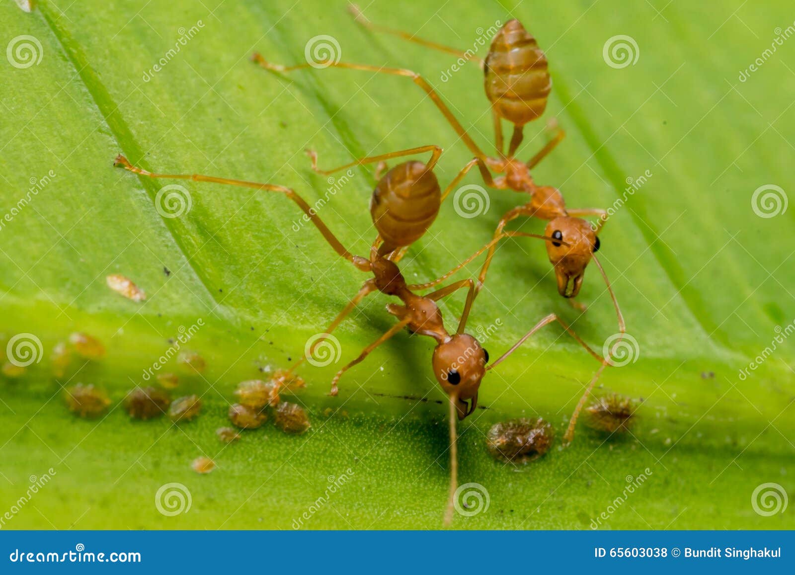 Fire Ants Meeting on Banana Leaf Stock Photo Image of banana, creep