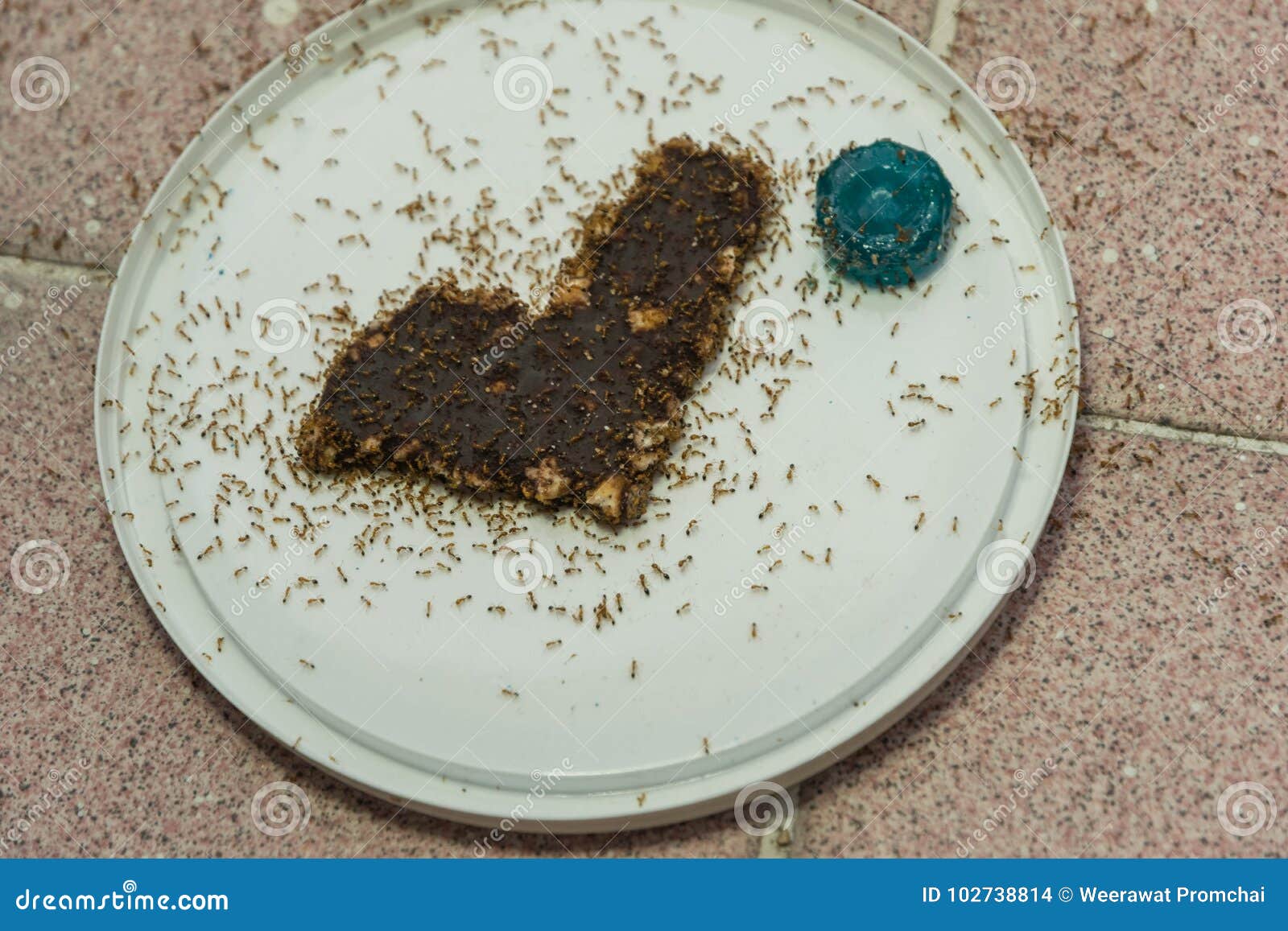 Fire ants taking chocolate stock photo. Image of army 102738814