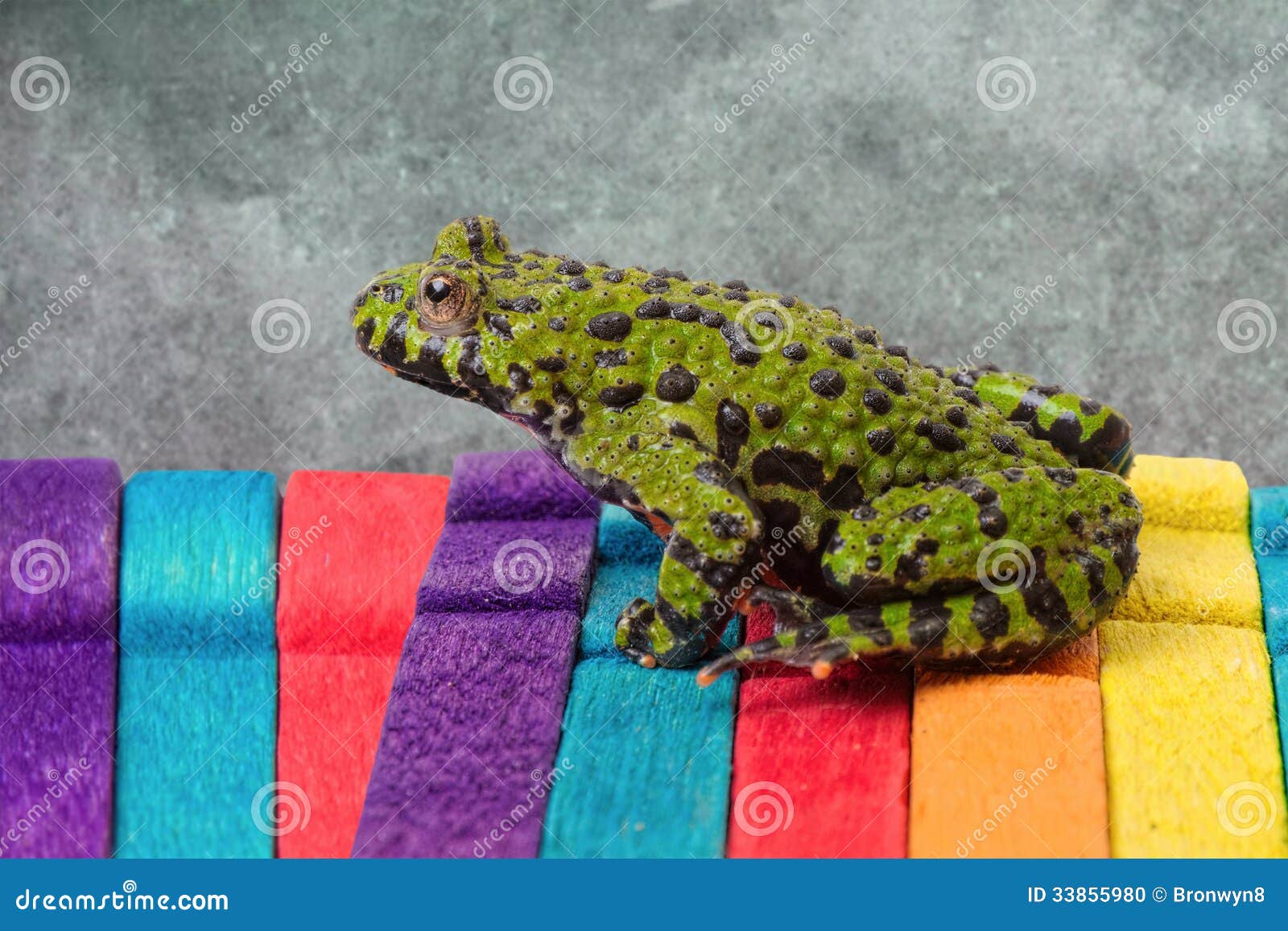 Fire Belly Toad stock photo. Image of green, nature, horizontal - 33855980