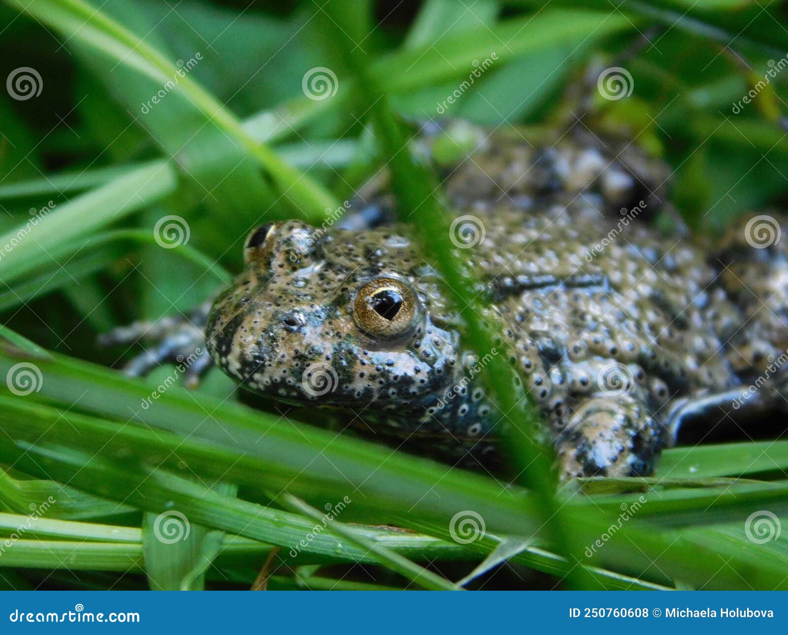 Fire belly toad in a trap stock photo. Image of beauty - 250760608