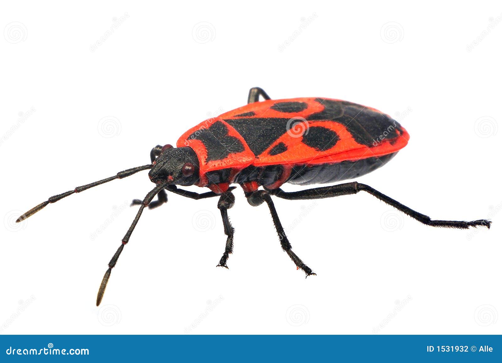 fire bug (pyrrhocoris apterus)