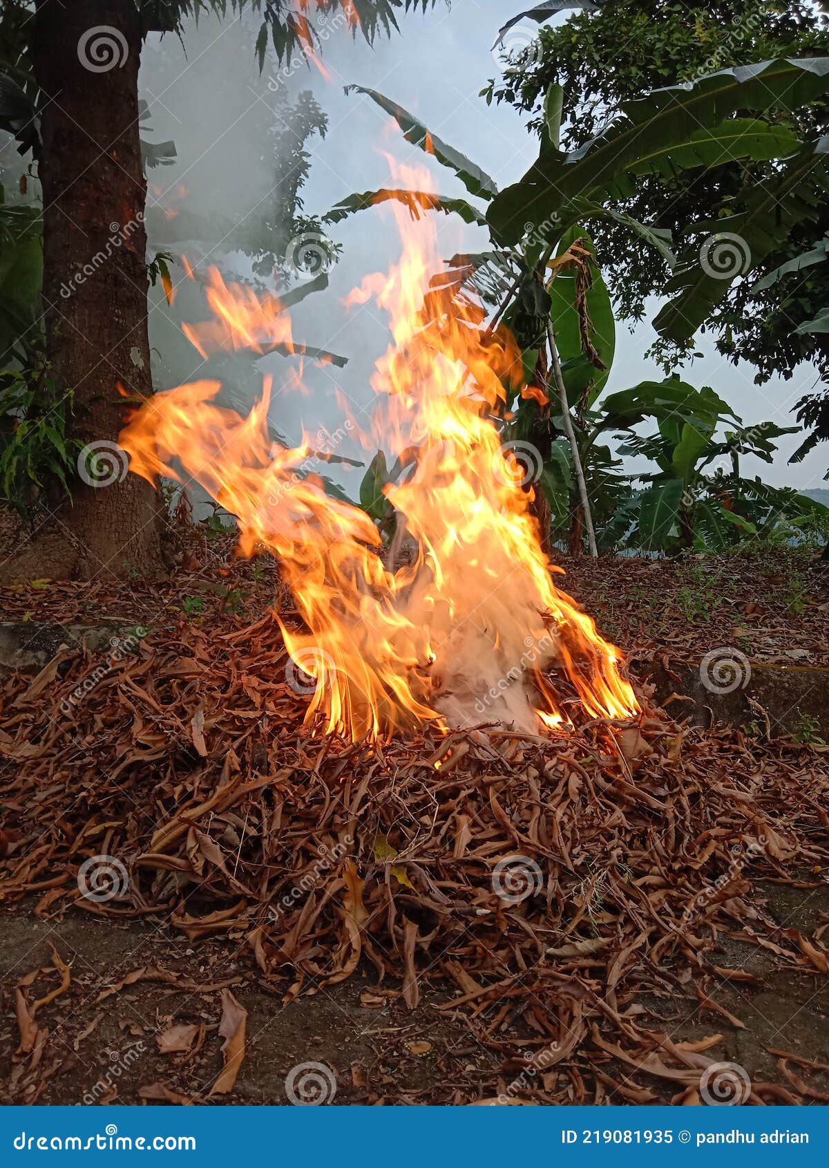 A fire burning dry leaves stock image. Image of glowing 219081935