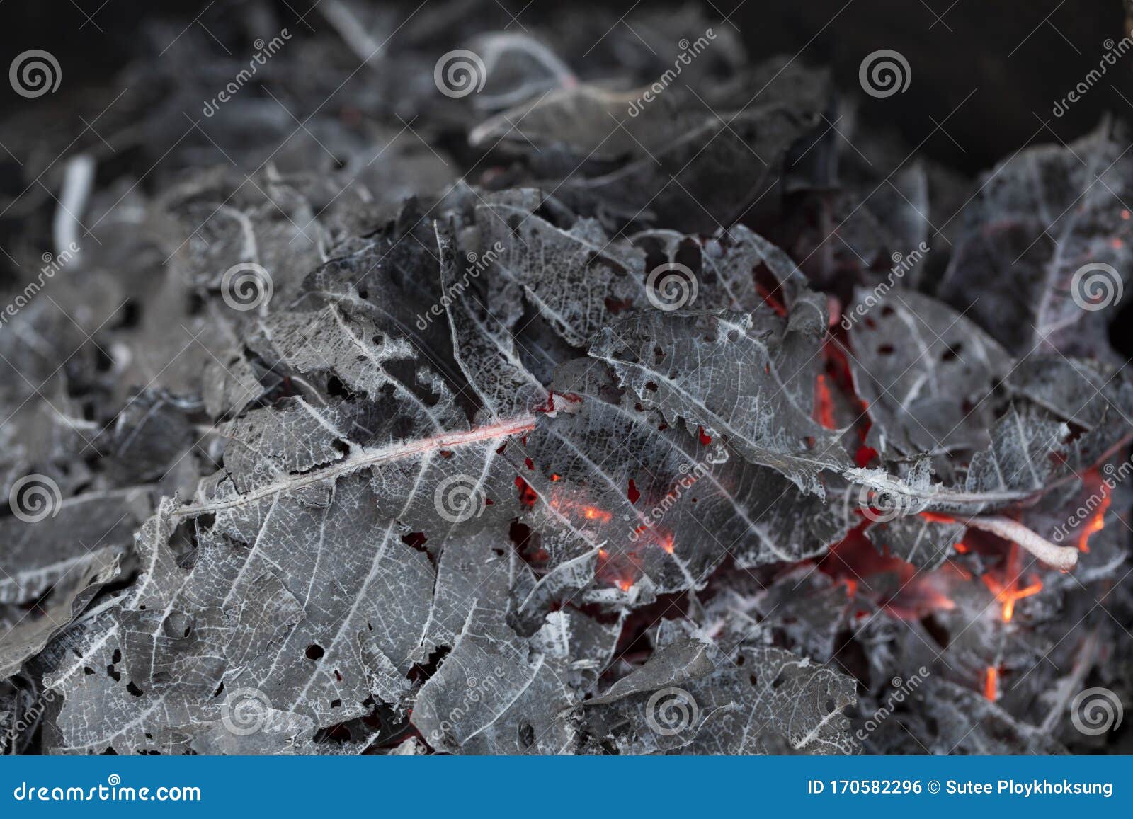 Burning Fire of Dried Leaves Stock Photo Image of leaves, burning