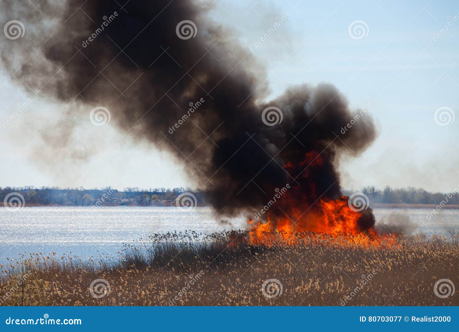 Fire. Burning reed. stock image. Image of flames, smoke 80703077