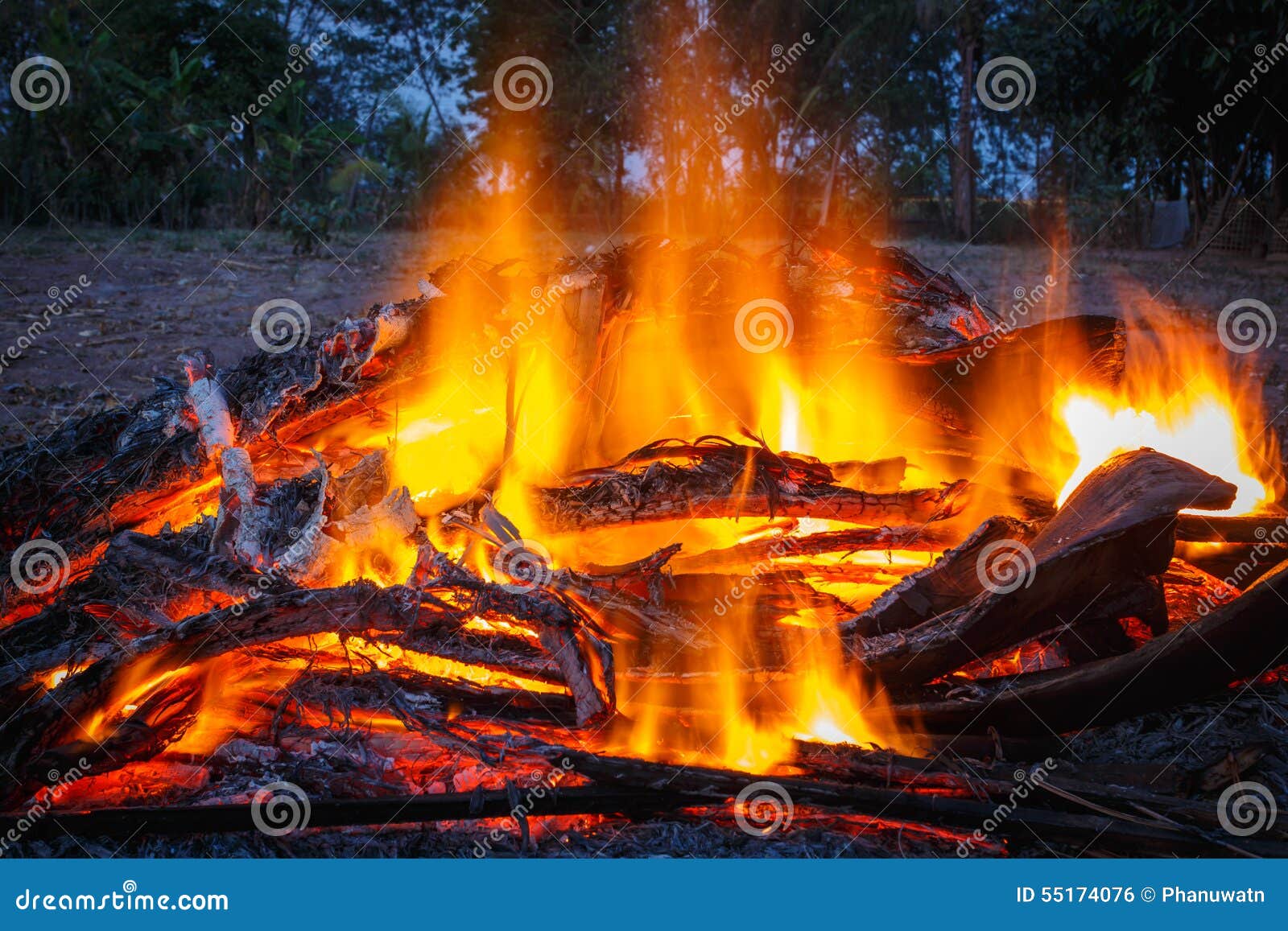 Fire while Burning of the Wood Stock Photo Image of logs, blaze 55174076