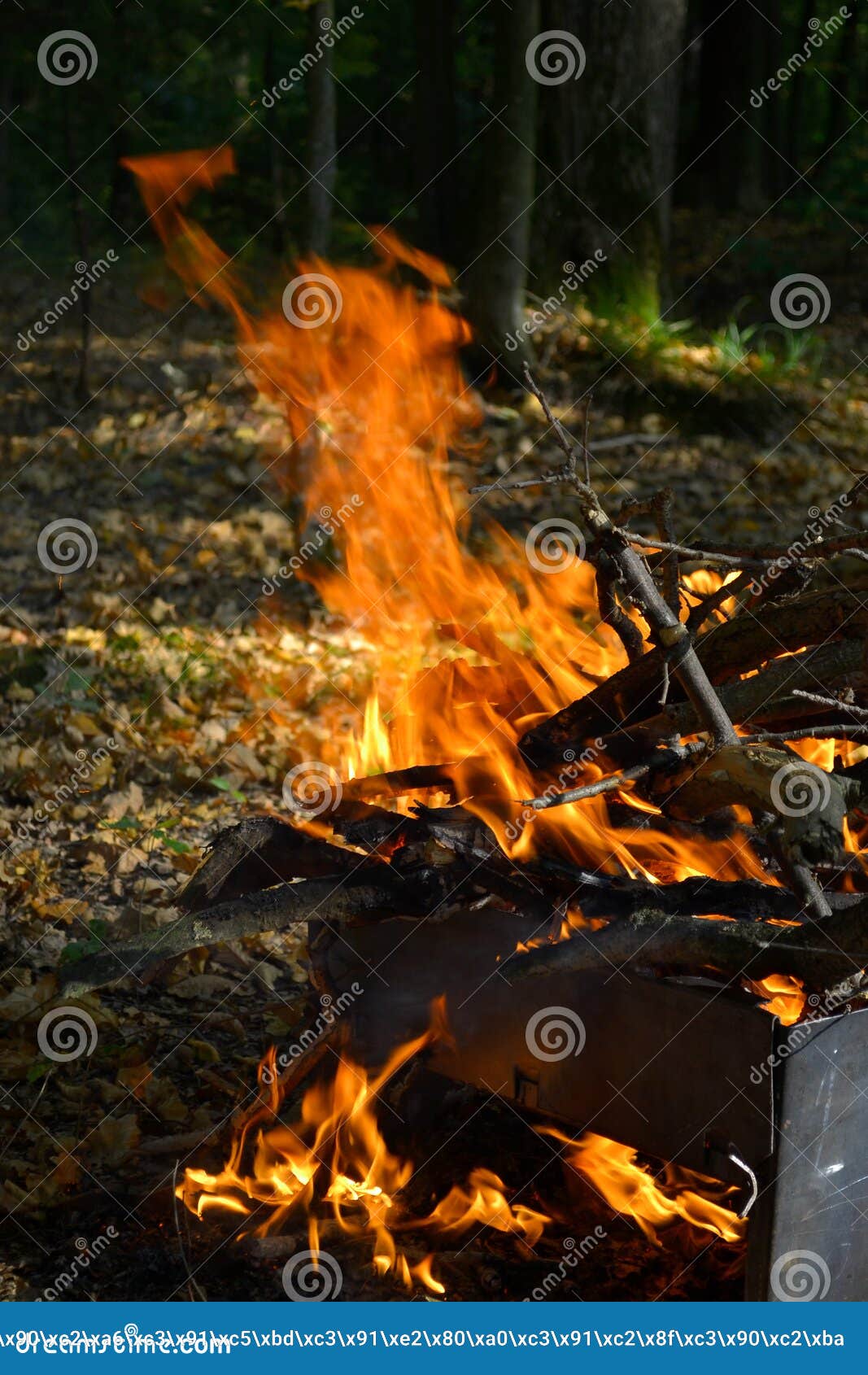 the fire burns in the woods