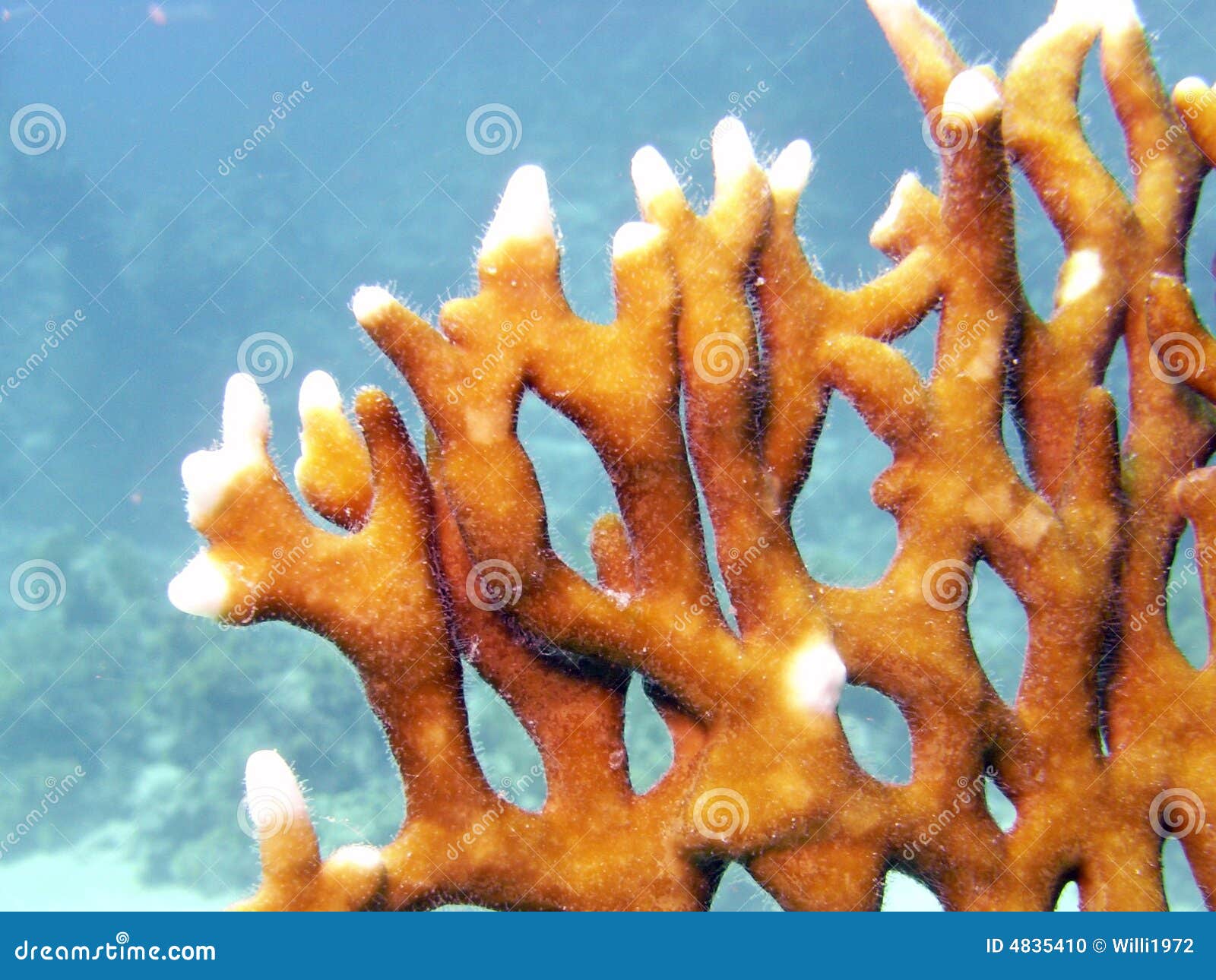 Fire coral stock photo. Image of tropical, underwater - 4835410