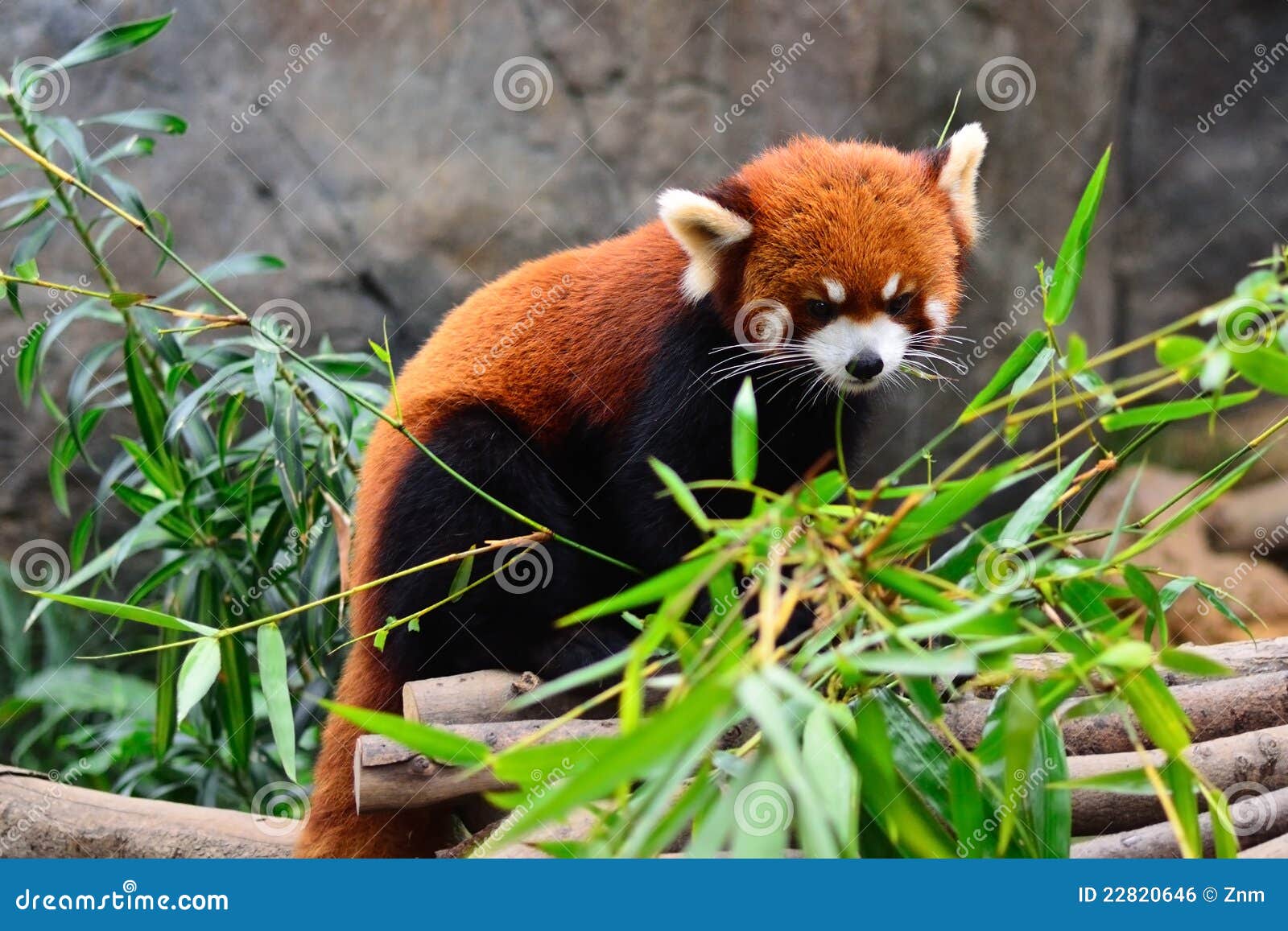 Fire fox stock photo. Image of outdoor, creature, leave 22820646