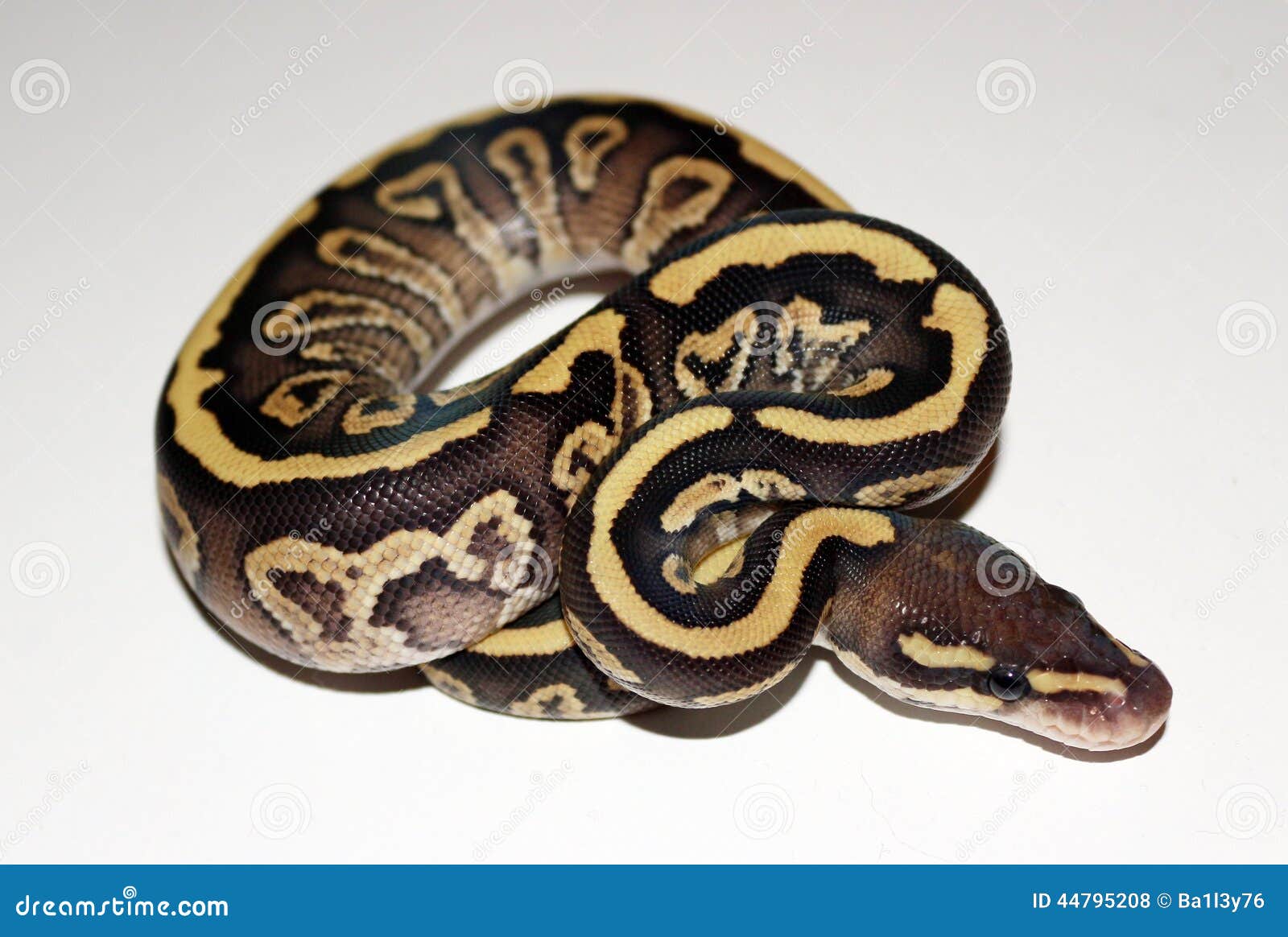 Fire Ball Python Stock Photos - Free & Royalty-Free Stock Photos from  Dreamstime