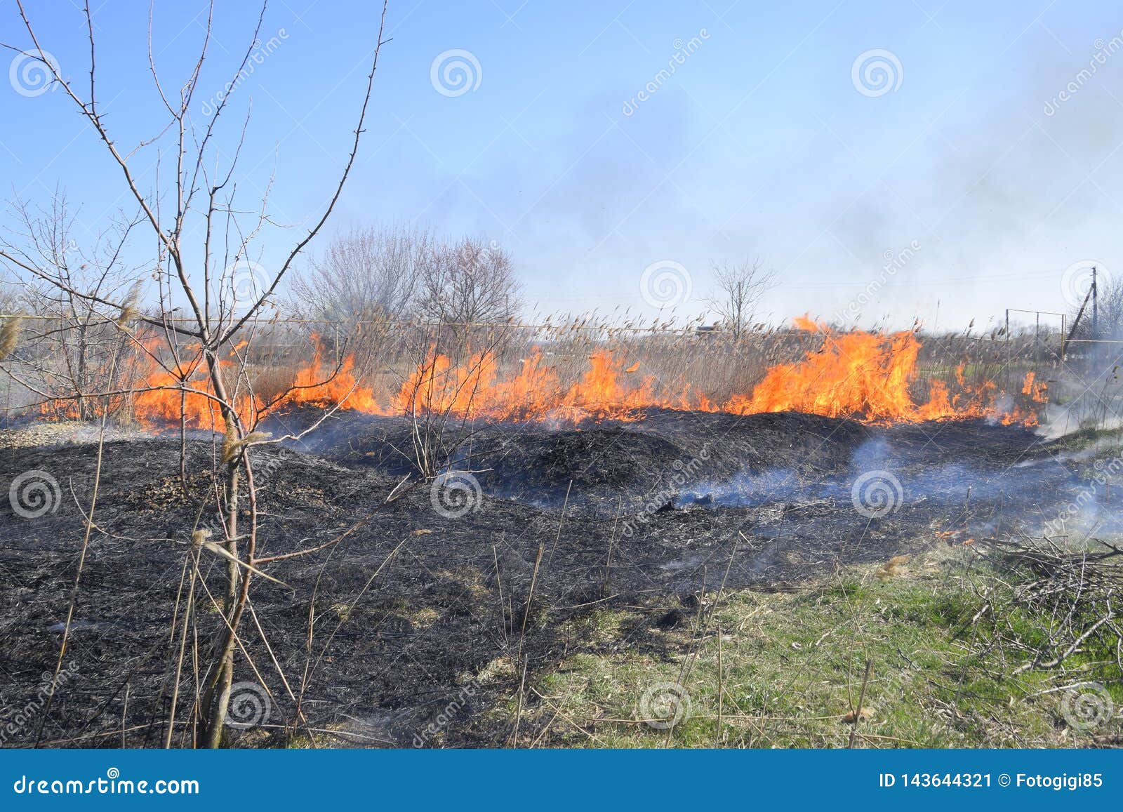 Fire on a Plot of Dry Grass, Burning of Dry Grass and Reeds Stock Image