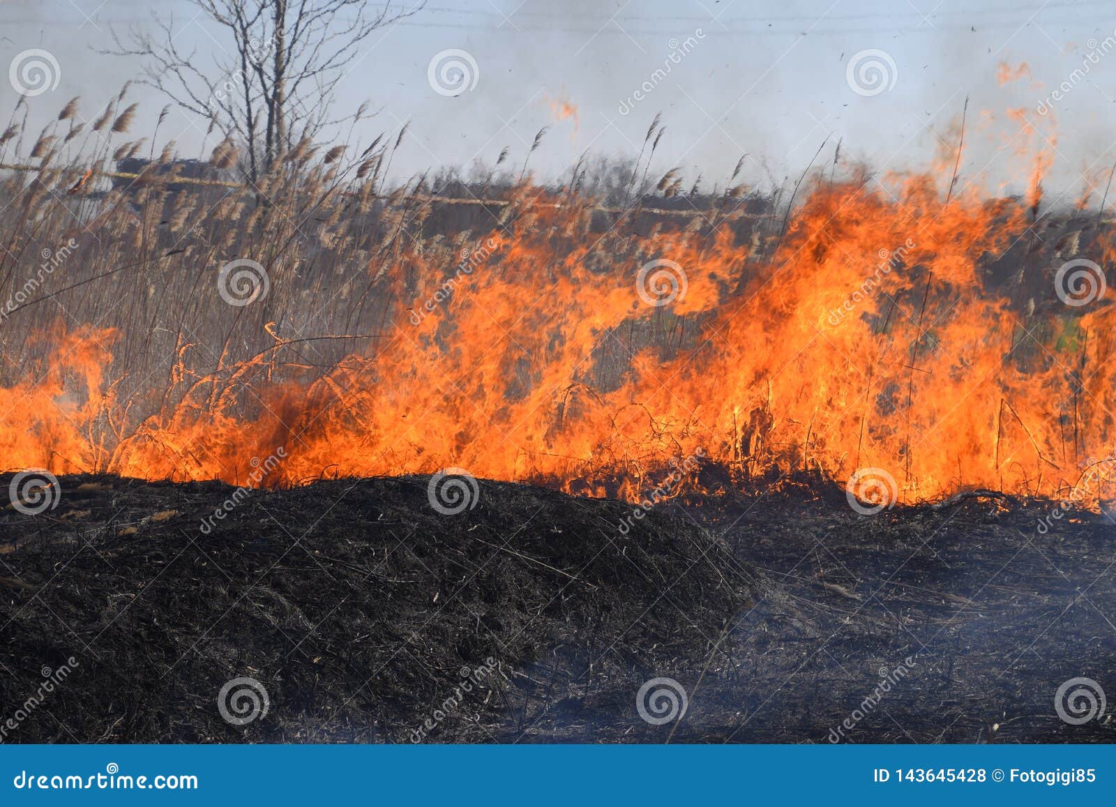 Fire on a Plot of Dry Grass, Burning of Dry Grass and Reeds Stock Photo