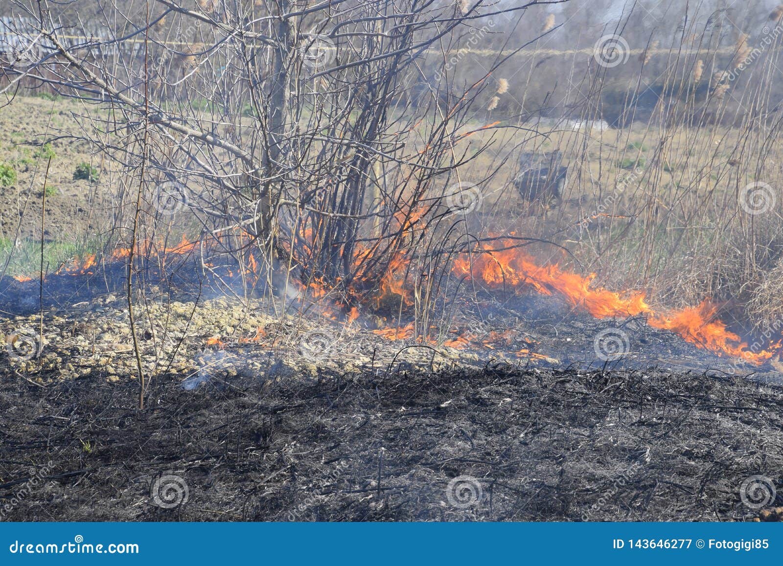 Fire on a Plot of Dry Grass, Burning of Dry Grass and Reeds Stock Image