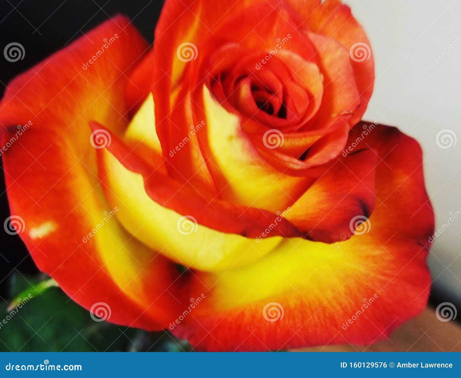 Fire Rose Stock Photos - Download 5,153 Royalty Free Photos