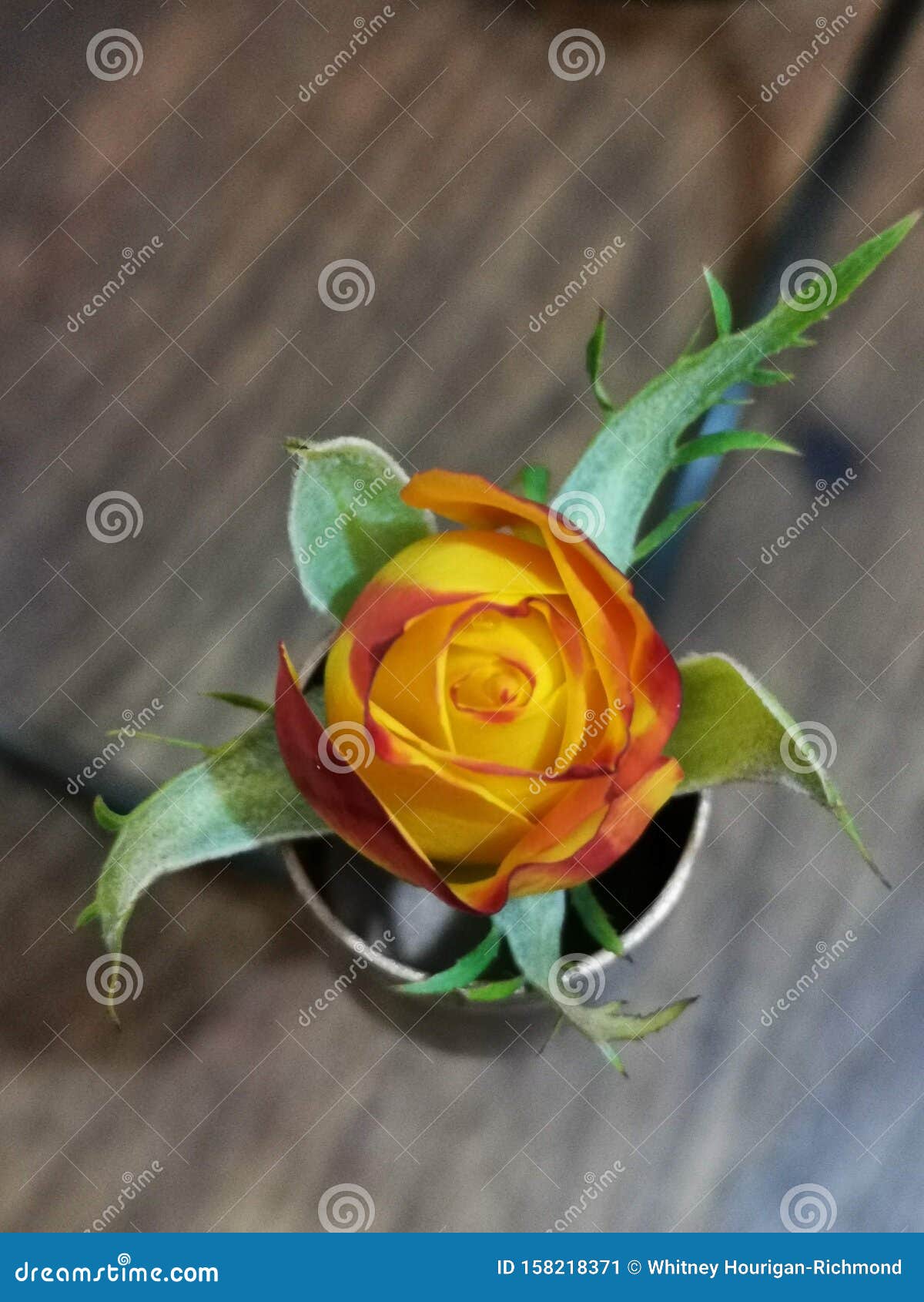 6 966 Fire Rose Photos Free Royalty Free Stock Photos From Dreamstime 6 966 Fire Rose Photos Free Royalty Free Stock Photos From Dreamstime