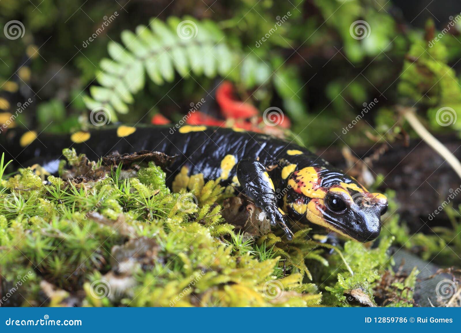 Fire Salamander stock photo. Image of reptile, spotted 12859786