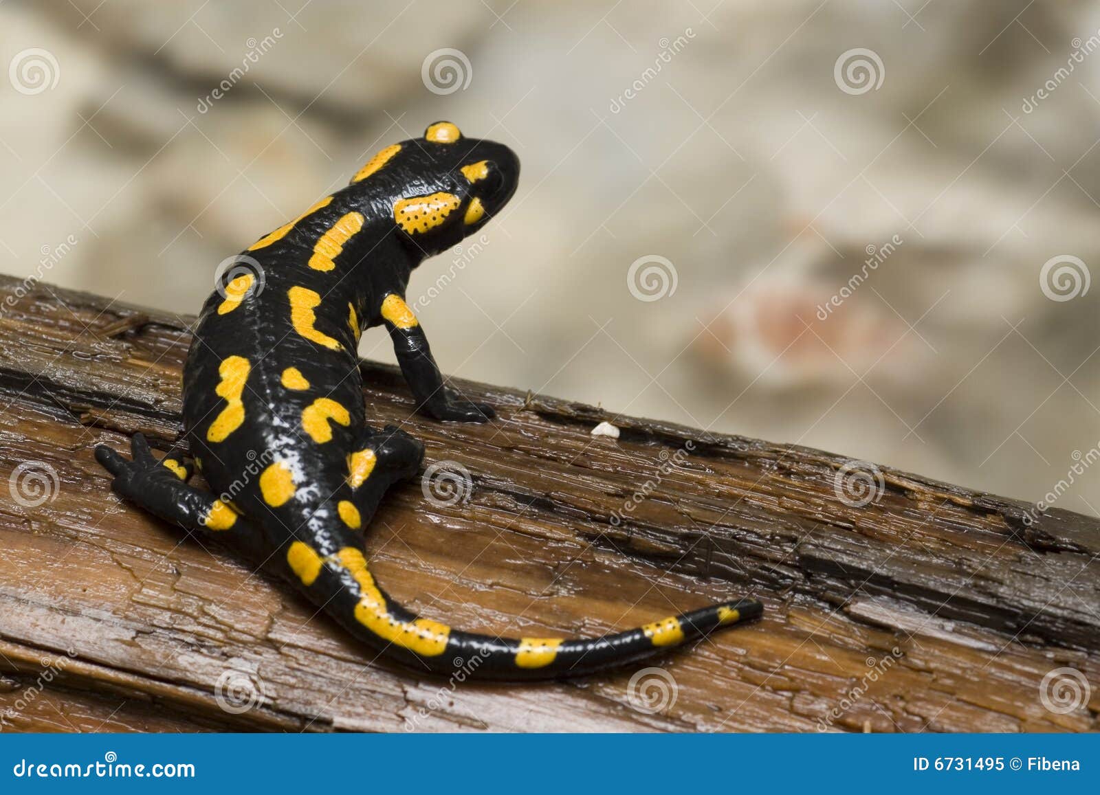 Fire salamander stock image. Image of nature, water, lizard - 6731495