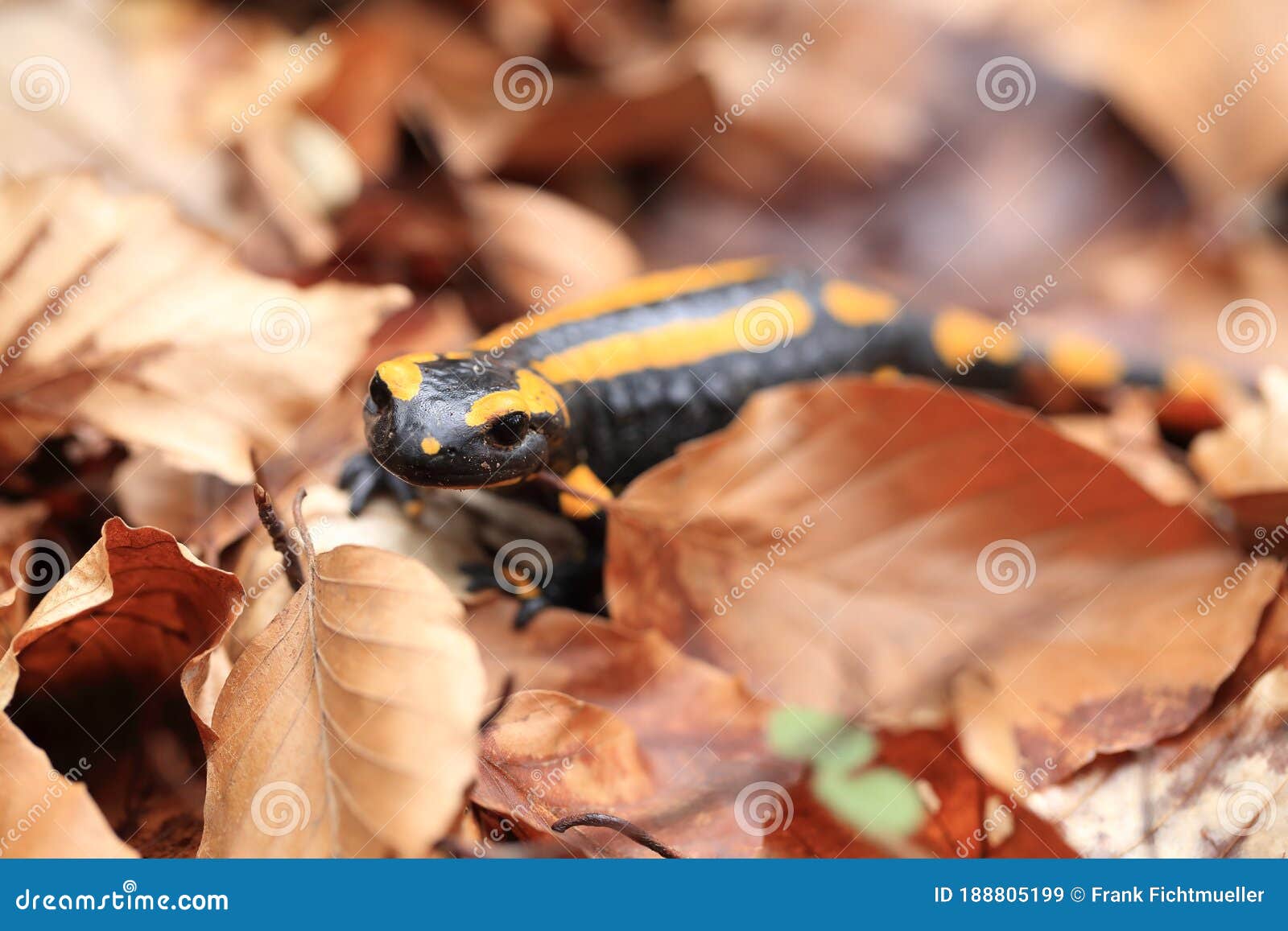 fire salamander & x28;salamandra salamandra& x29; germany