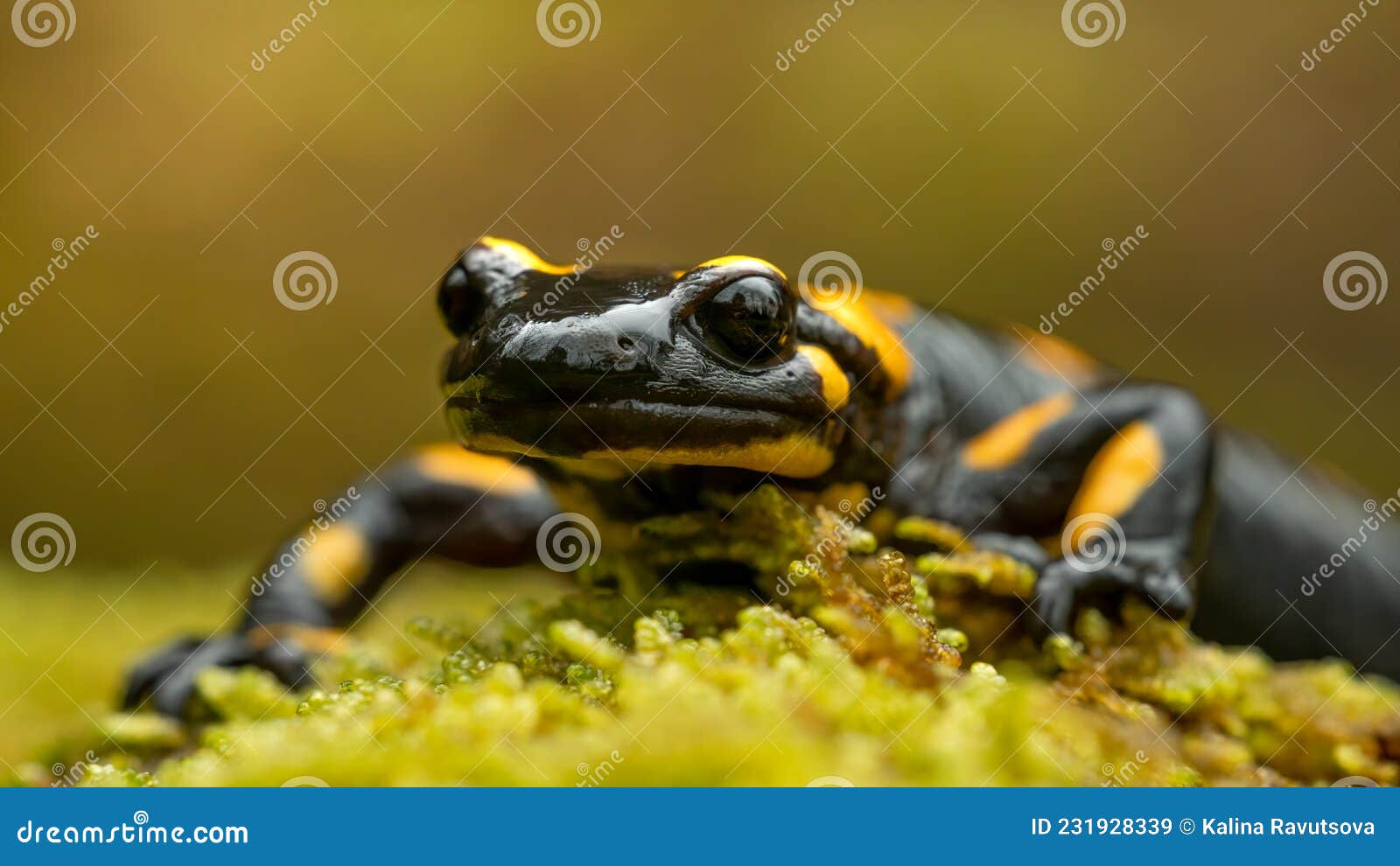 Fire Salamander Salamandra Salamandra on Moss, Macro Shot Stock Image