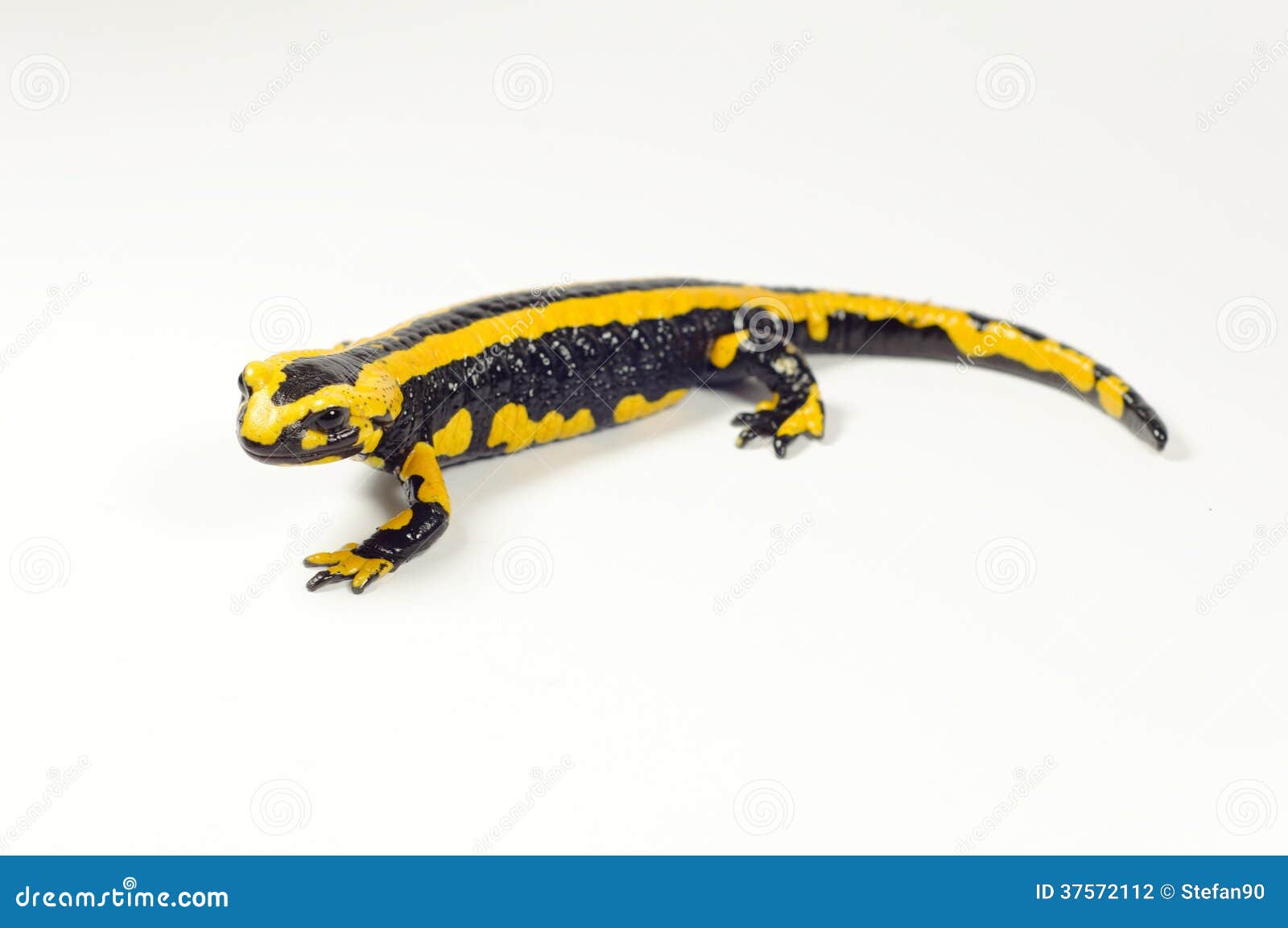 Fire Salamander, Salamandra Stock Photo Image of species, fauna 37572112