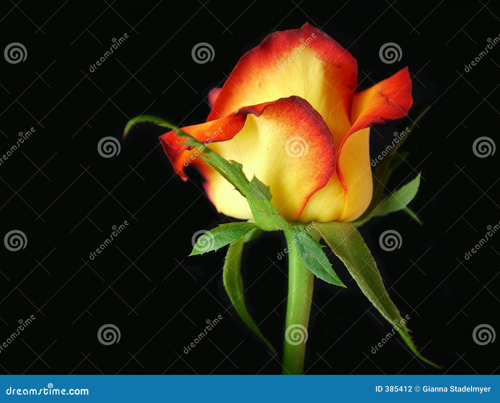 Fire Tipped Rose stock photo. Image of tipped, background 385412