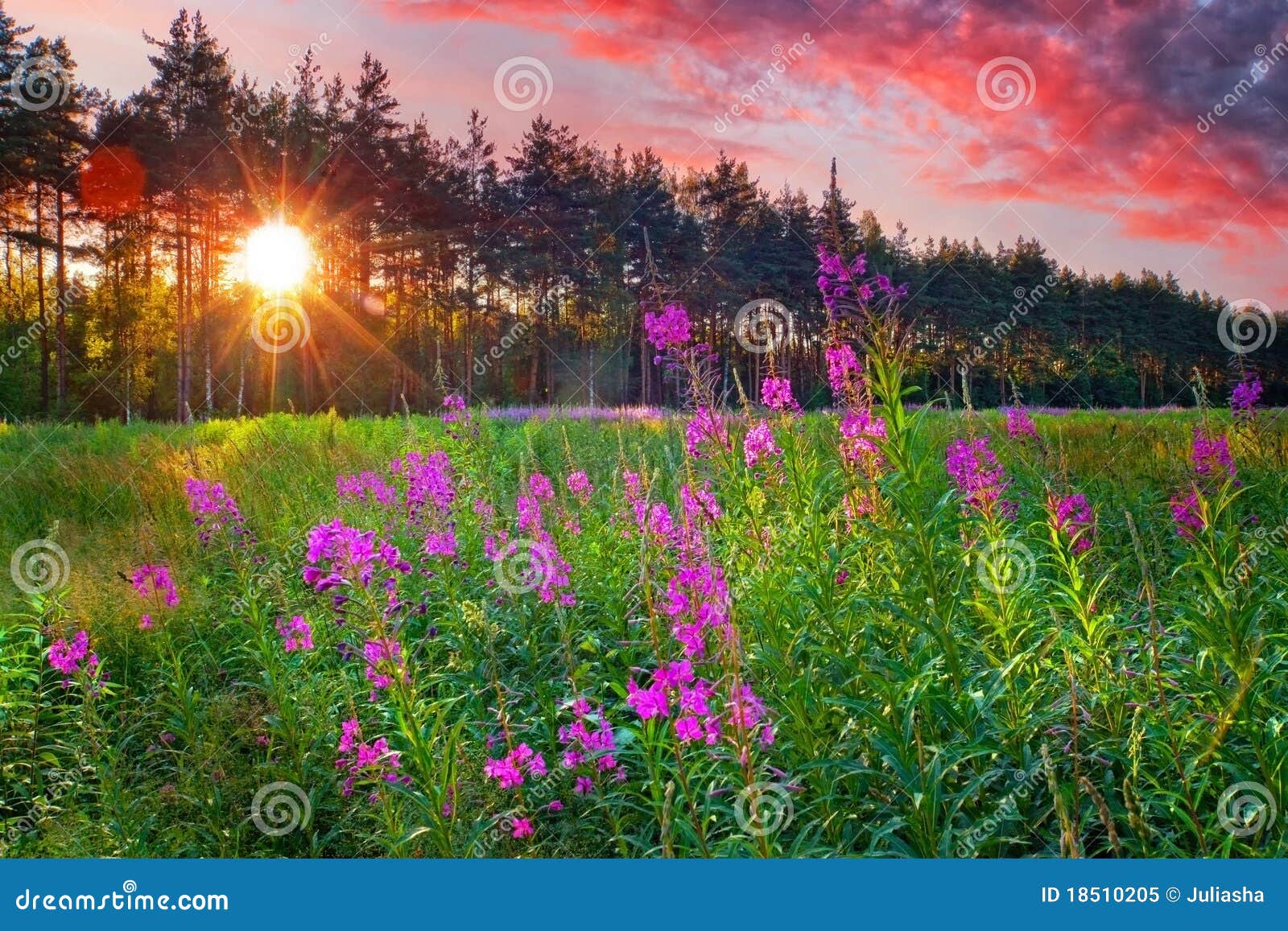 fire weed at sunny summer evening