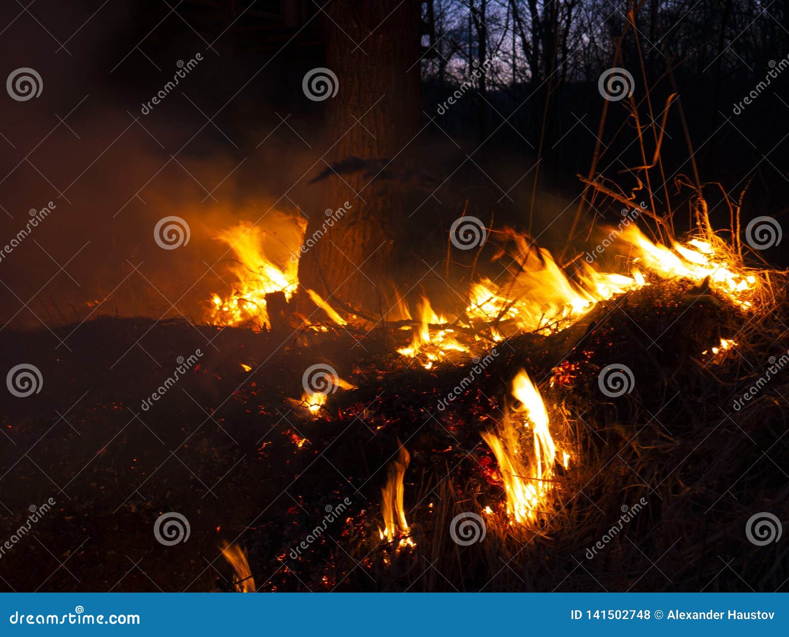 Fire. Wildfire, Burning Pine Forest in the Smoke and Flames Stock Photo